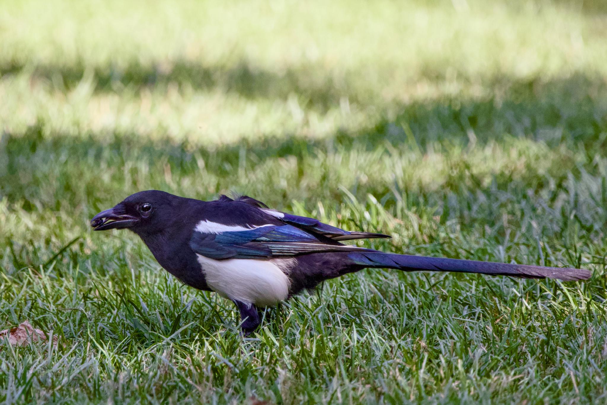 Magpie on grass with a morsel in its beak