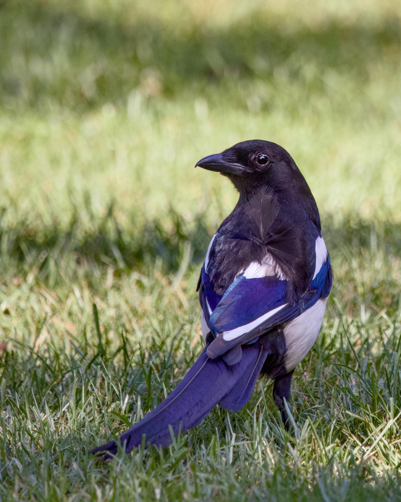 Magpie from behind, head turned sideways