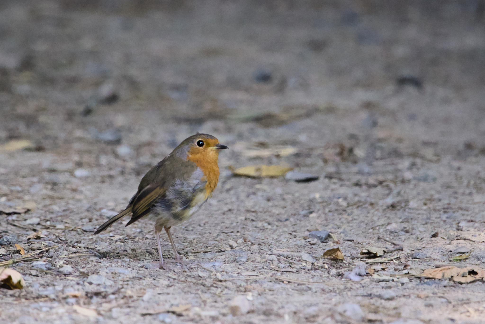 Robin standing on a gravel path