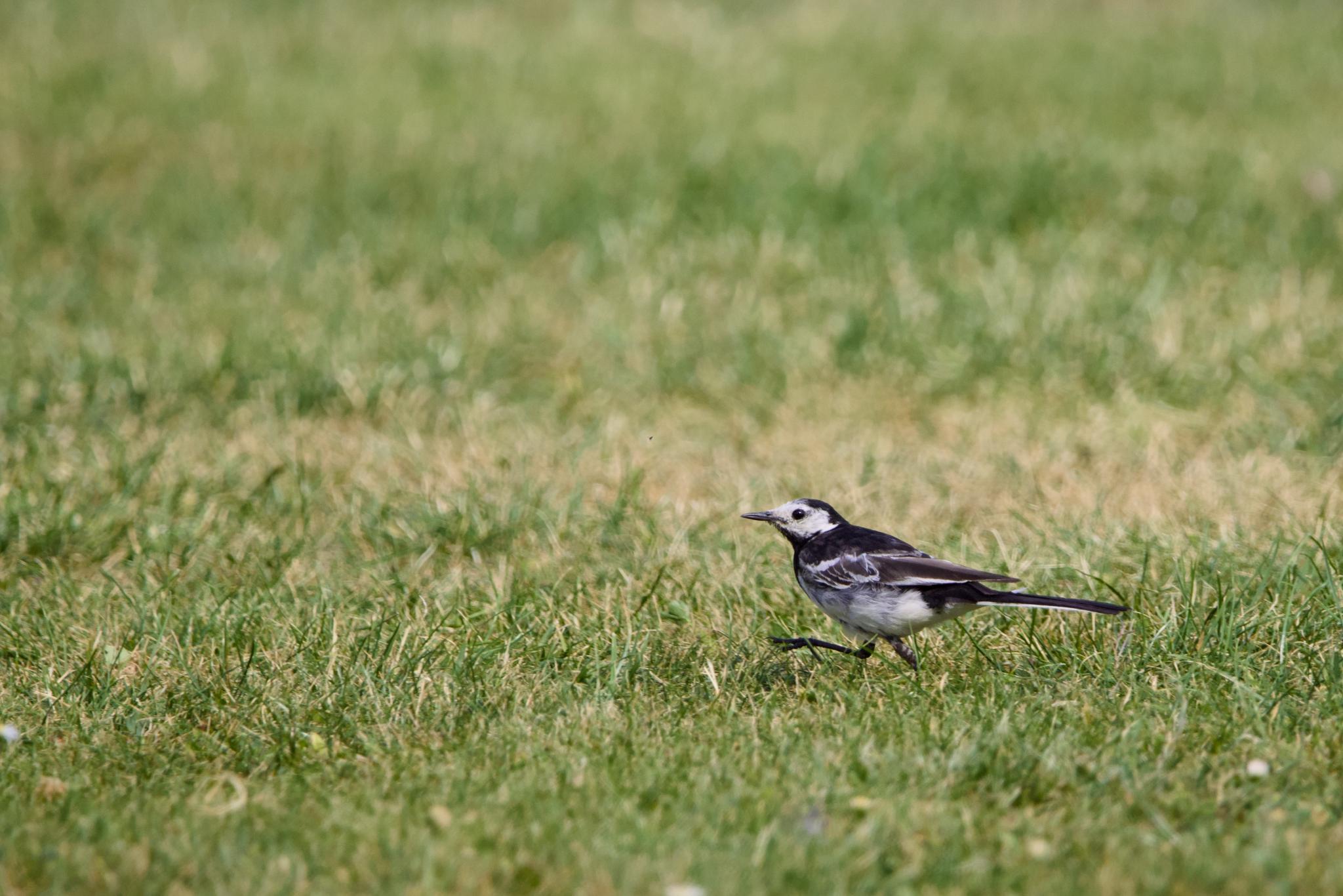 Pied wagtail striding across a lawn