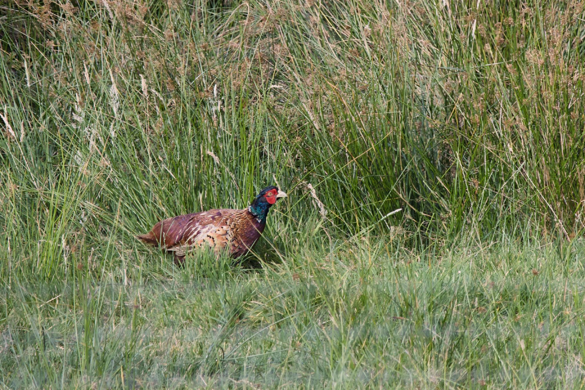 Male pheasant in tall grass