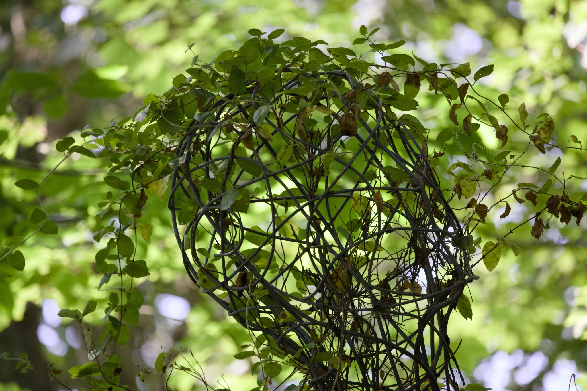 Wire head sculpture overgrown with honeysuckle