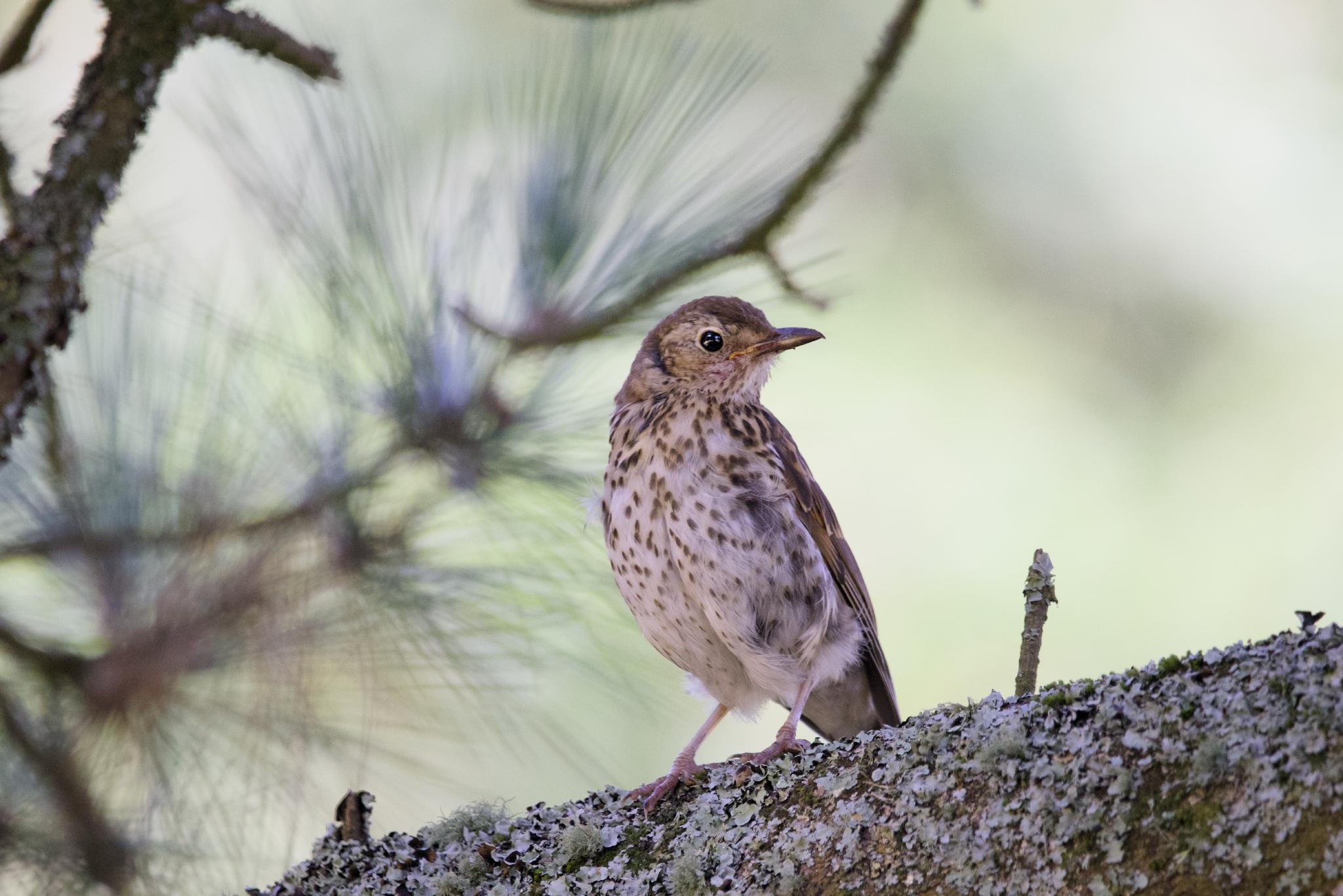 Song thrush on a lichen-covered branch