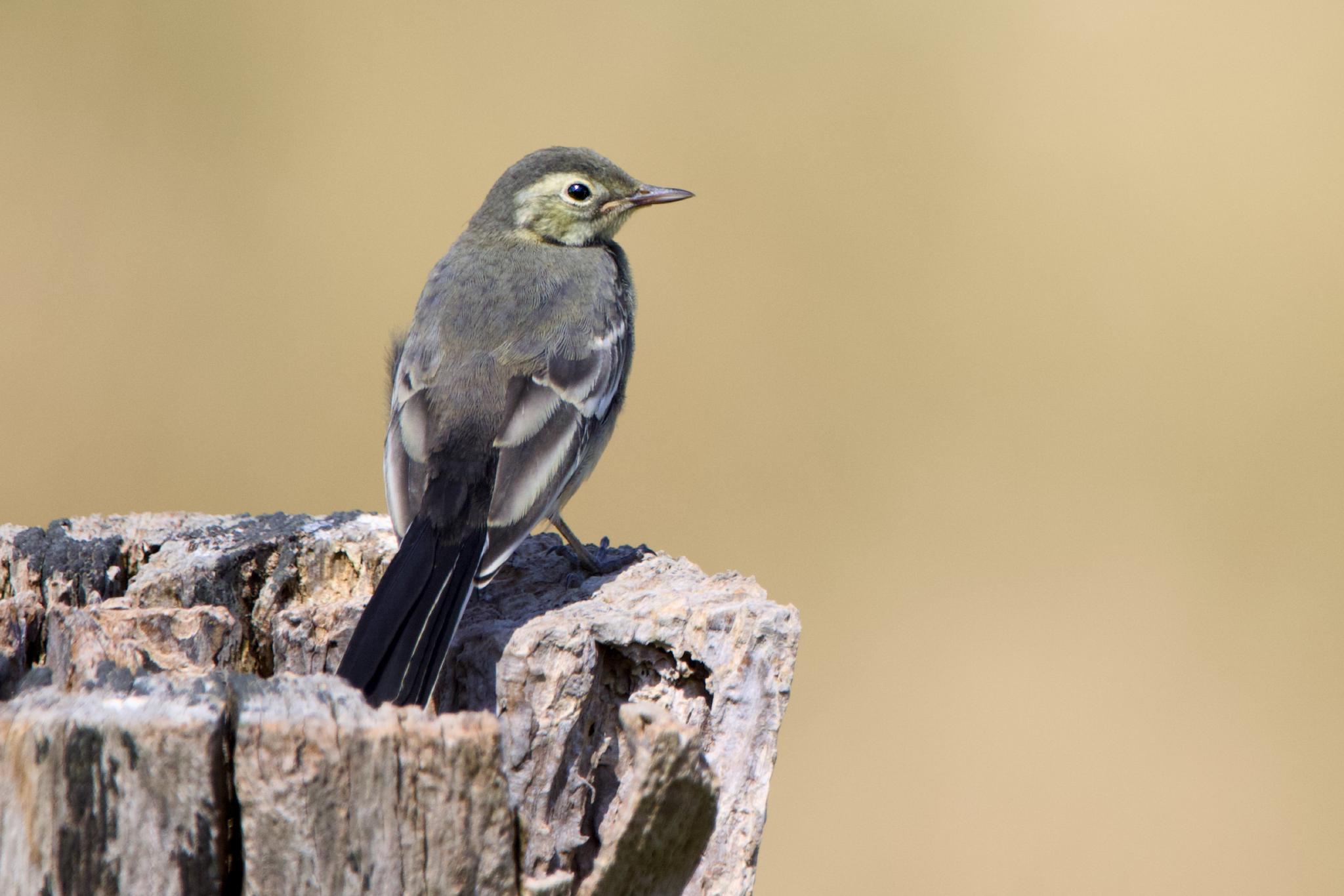 Young pied wagtail perched on a weathered stump