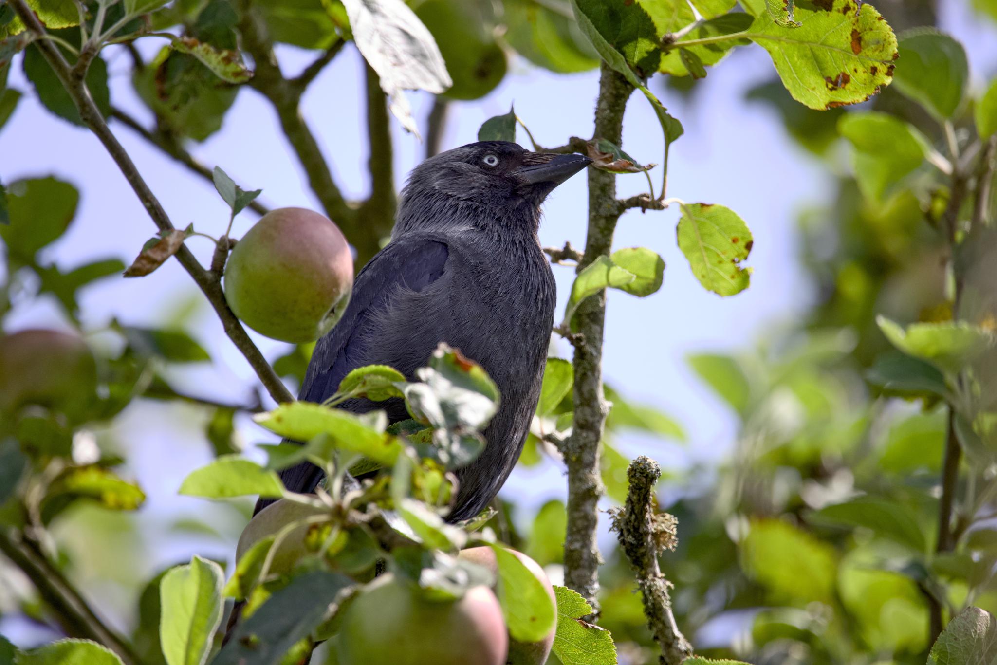 Jackdaw sitting in an apple tree