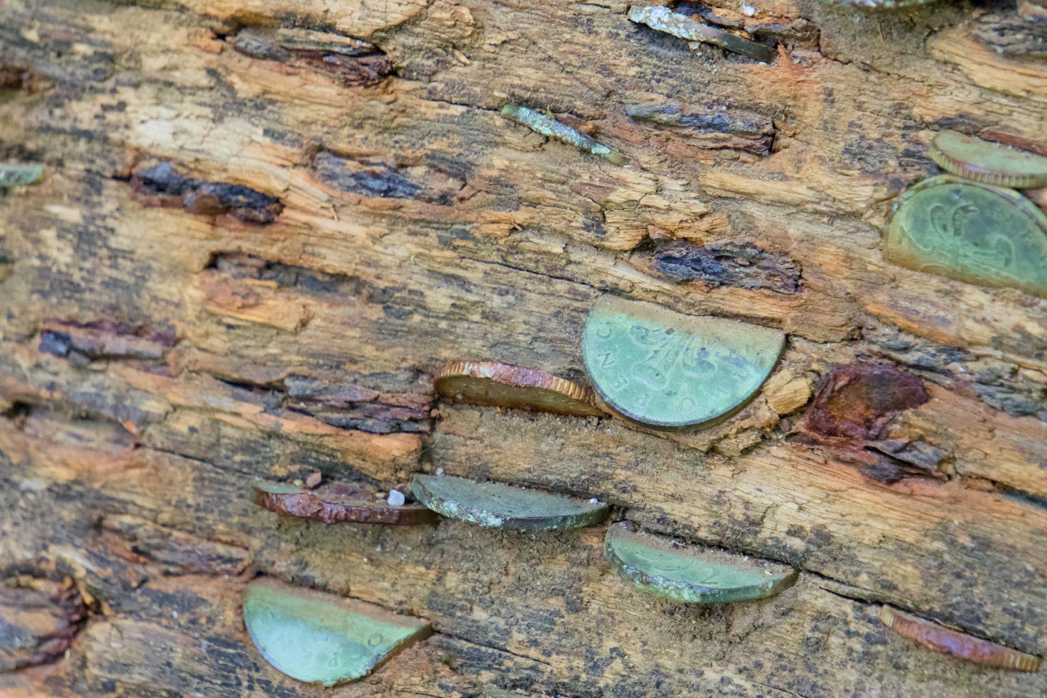 Coins hammered into a fallen log
