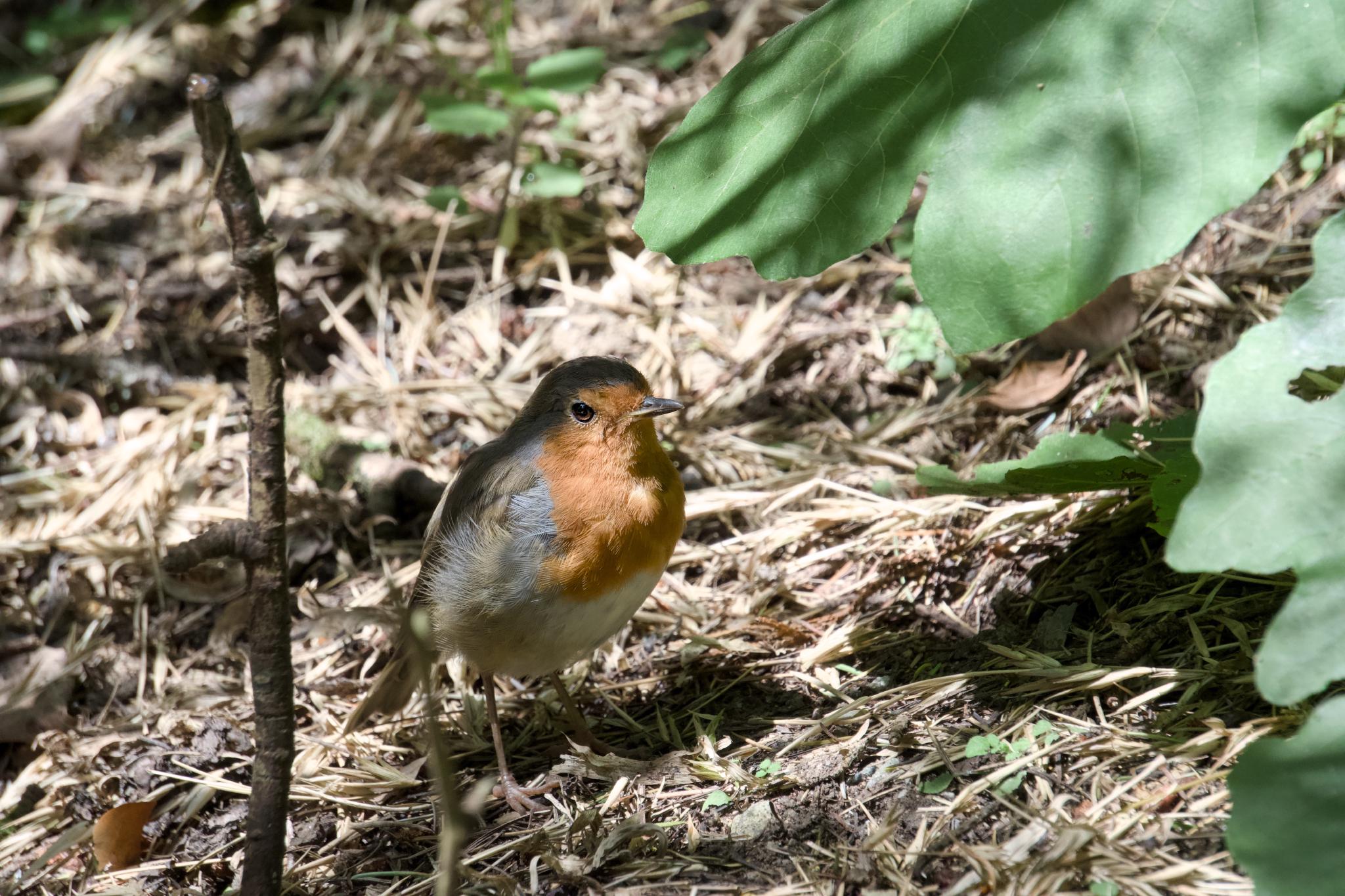Robin on the forest floor