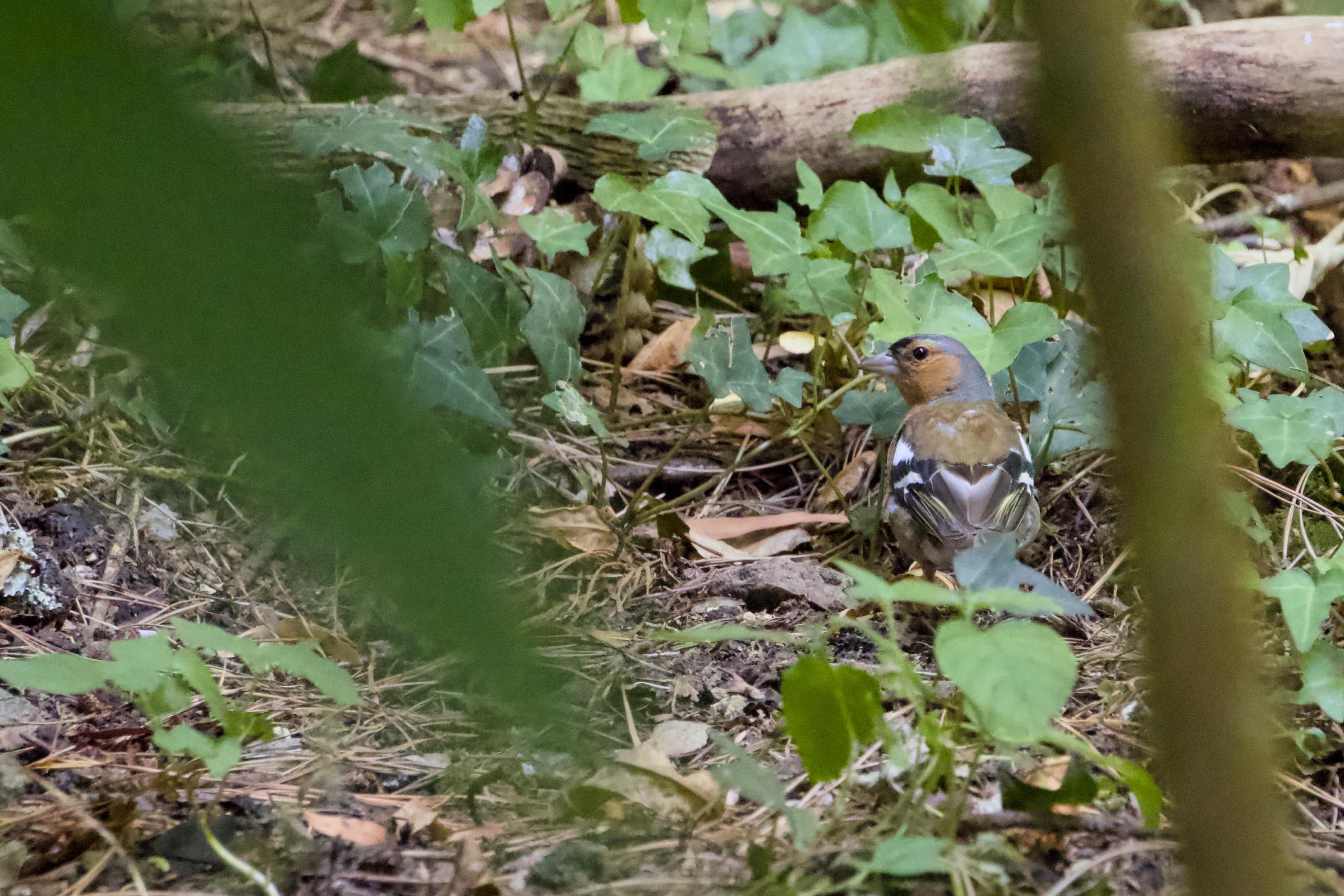 Male chaffinch on the forest floor