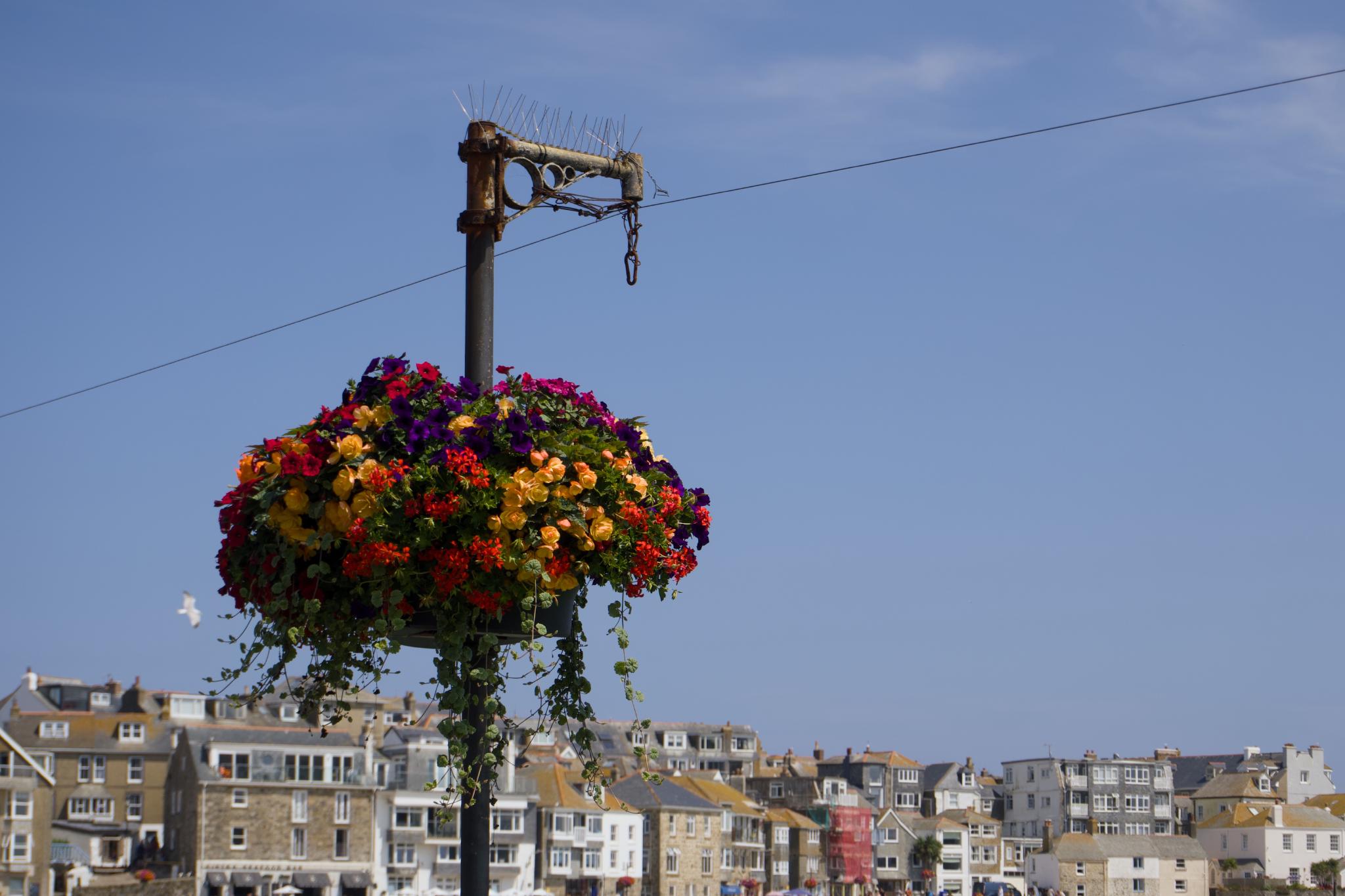 Hanging flower basket on a lamp post above the roofs of St Ives