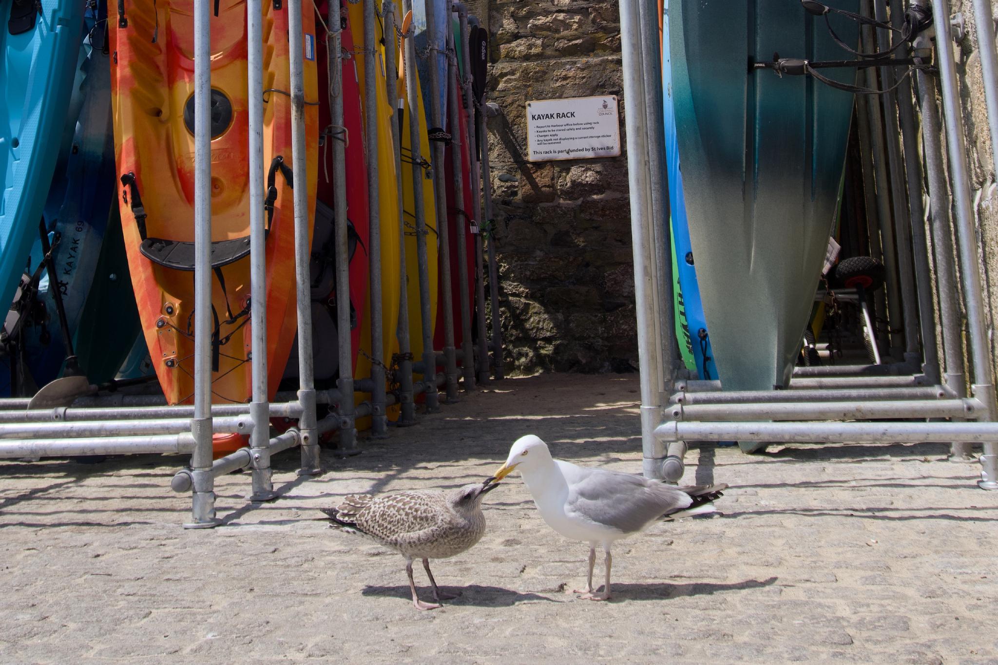 Juvenile herring gull begging from an adult in front of a kayak rack