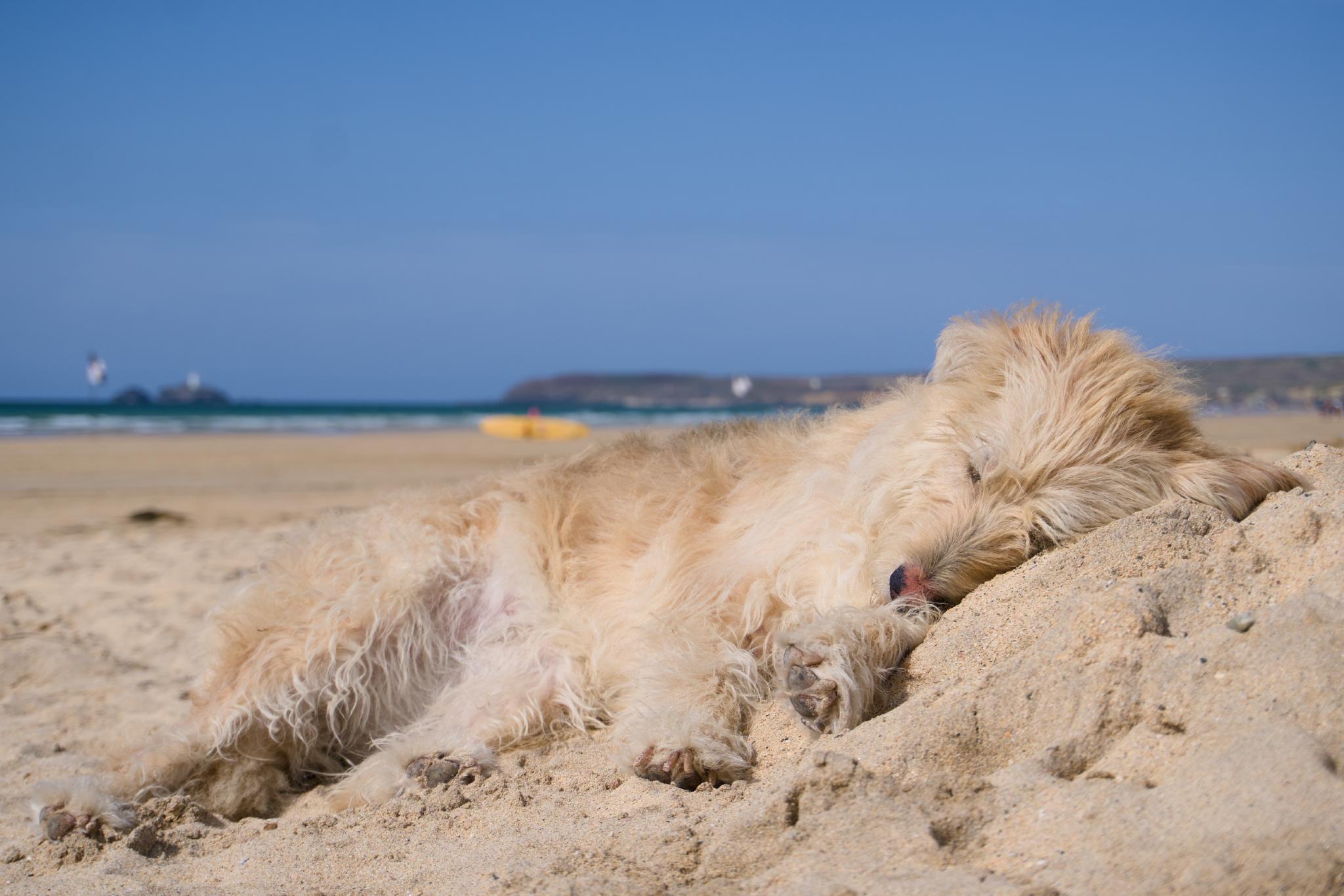 Aika lying in the sand, Godrevy lighthouse in the distance