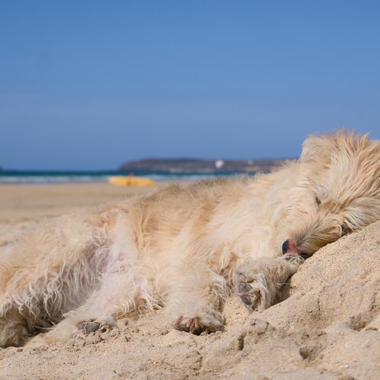 Photo from Summer Vacation, Day 14: Hayle