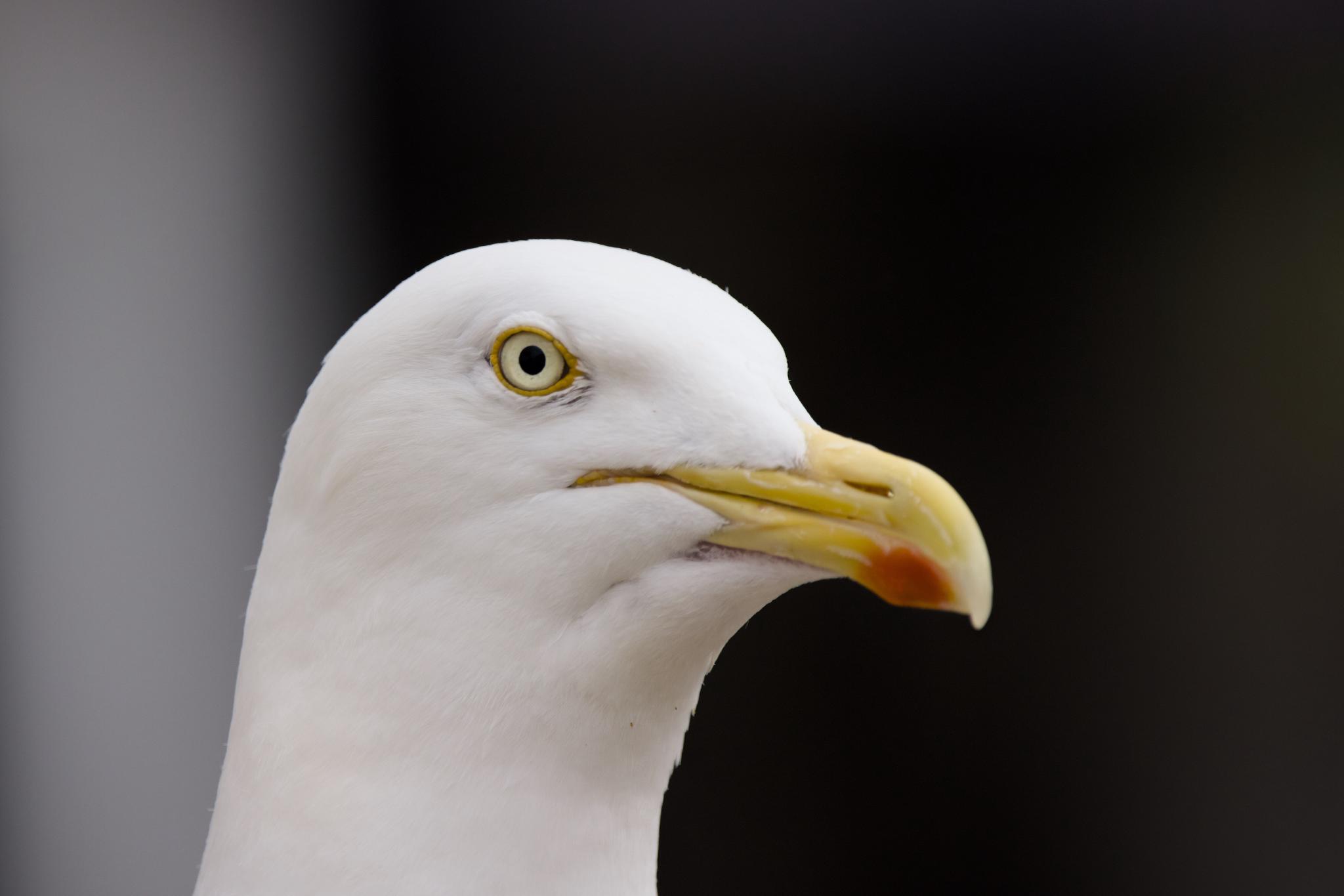 Head portrait of a herring gull