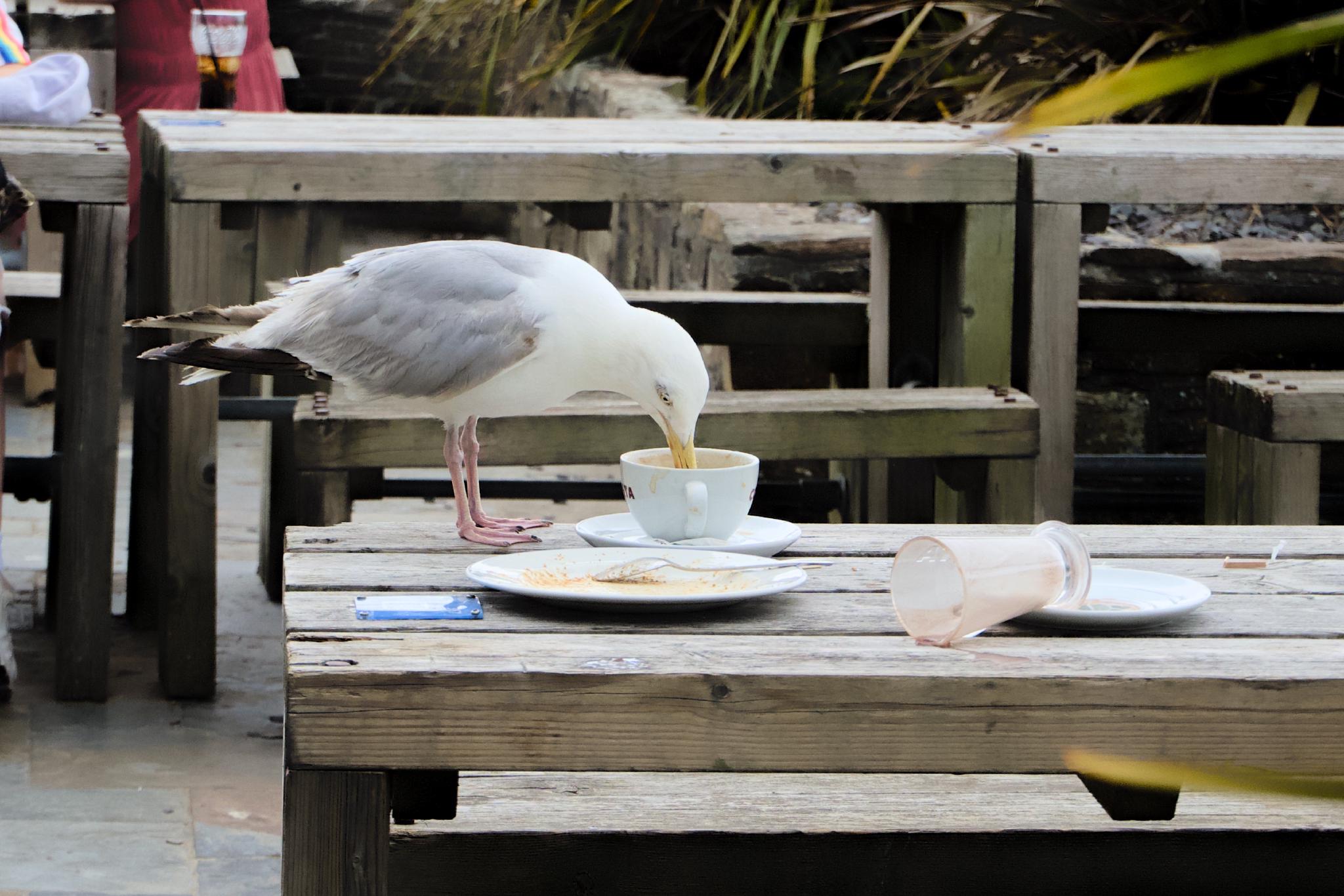 Herring gull drinking from a coffee cup on a pub table