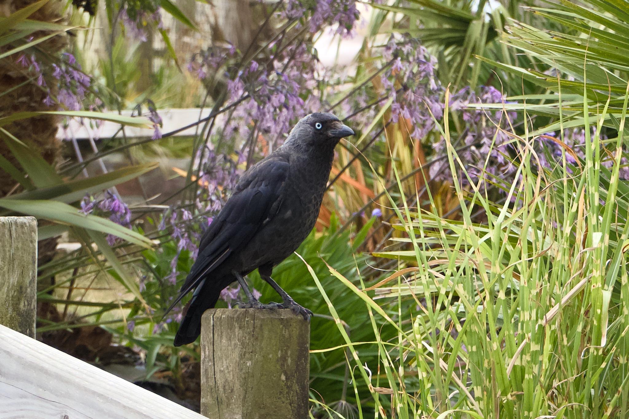 Jackdaw perched on a wooden post