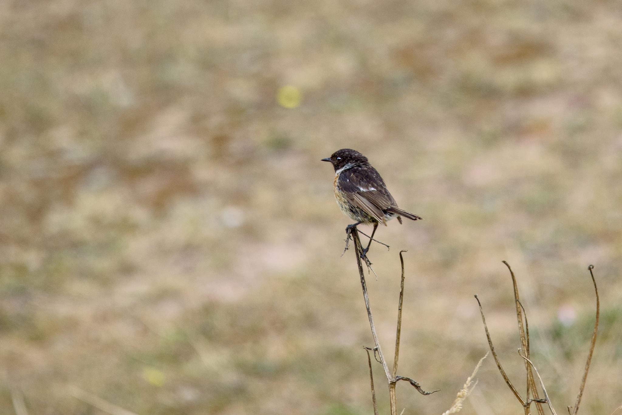 Male stonechat perched on a dry stem