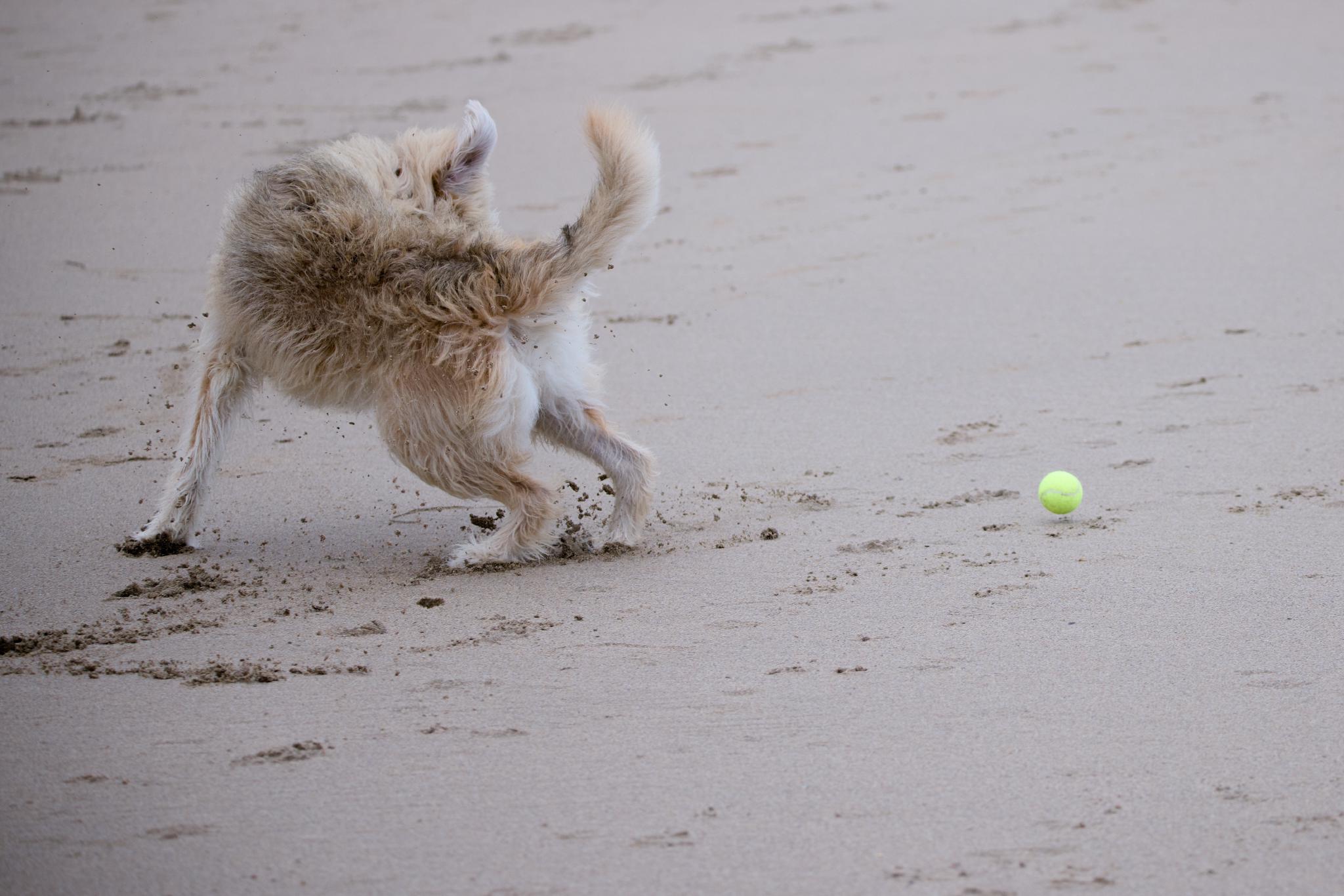 Aika chasing a tennis ball on the wet sand