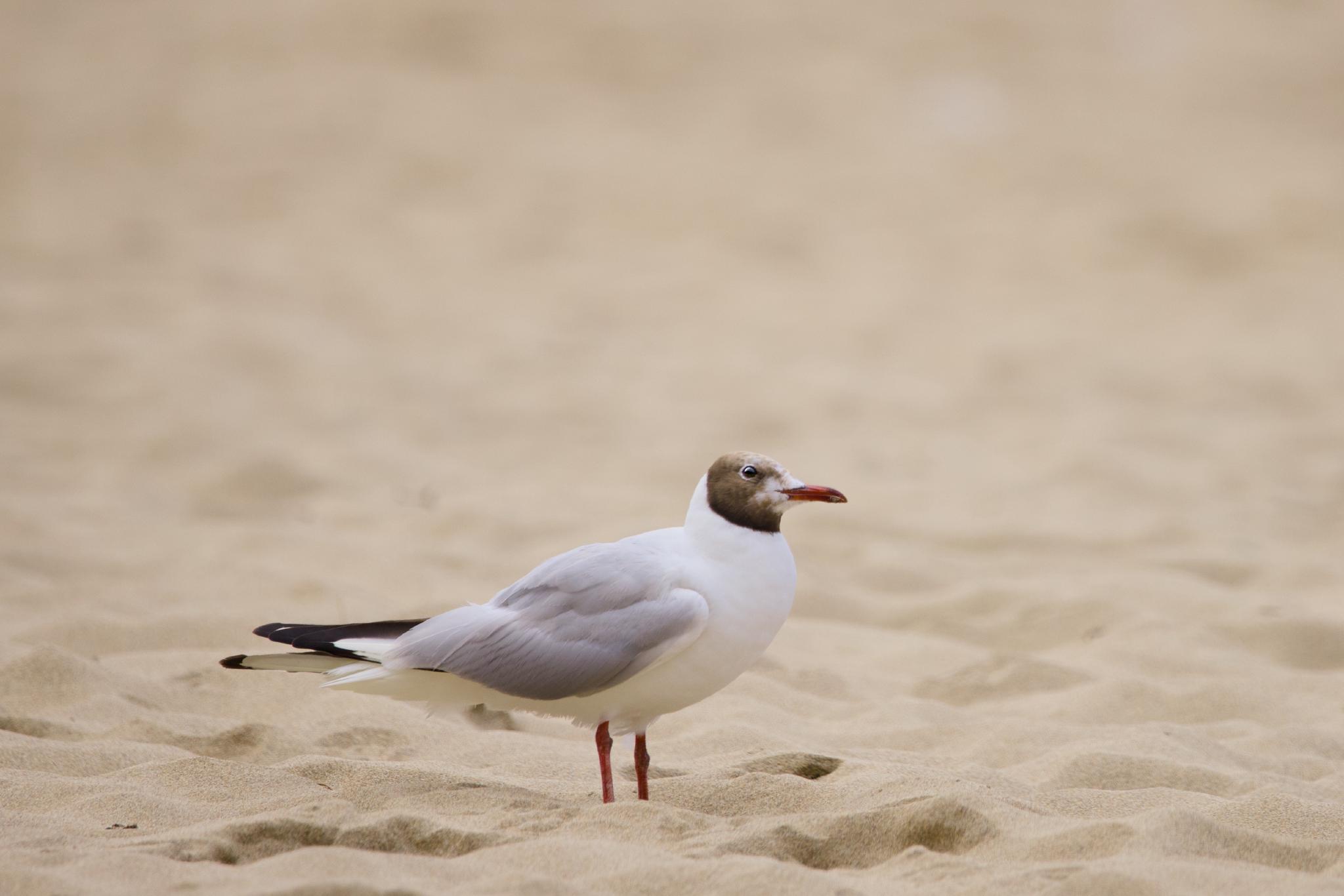 Black-headed gull standing in the sand
