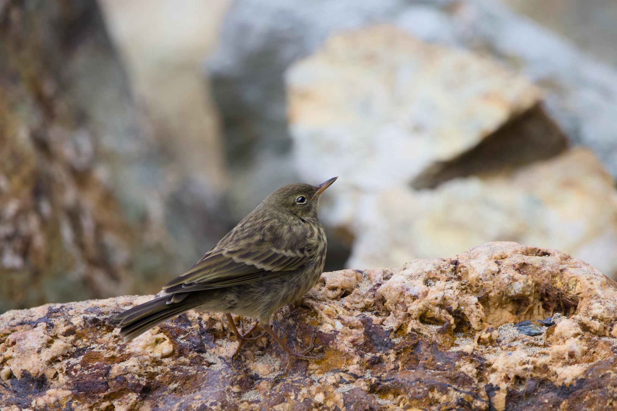 Rock pipit on a rock