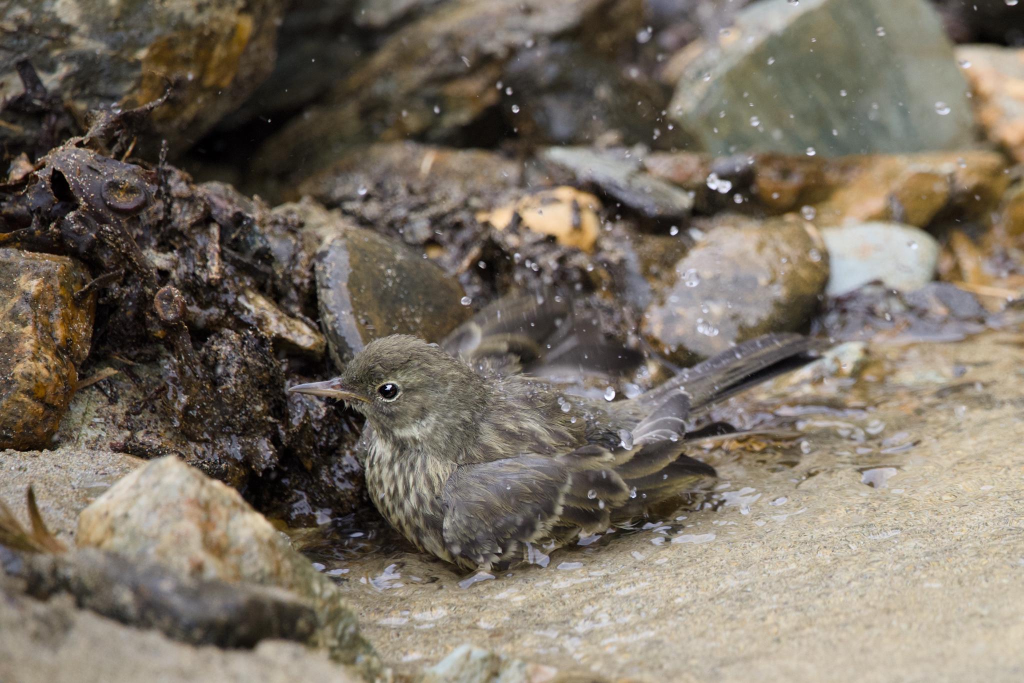 Rock pipit bathing in fresh water between the rocks