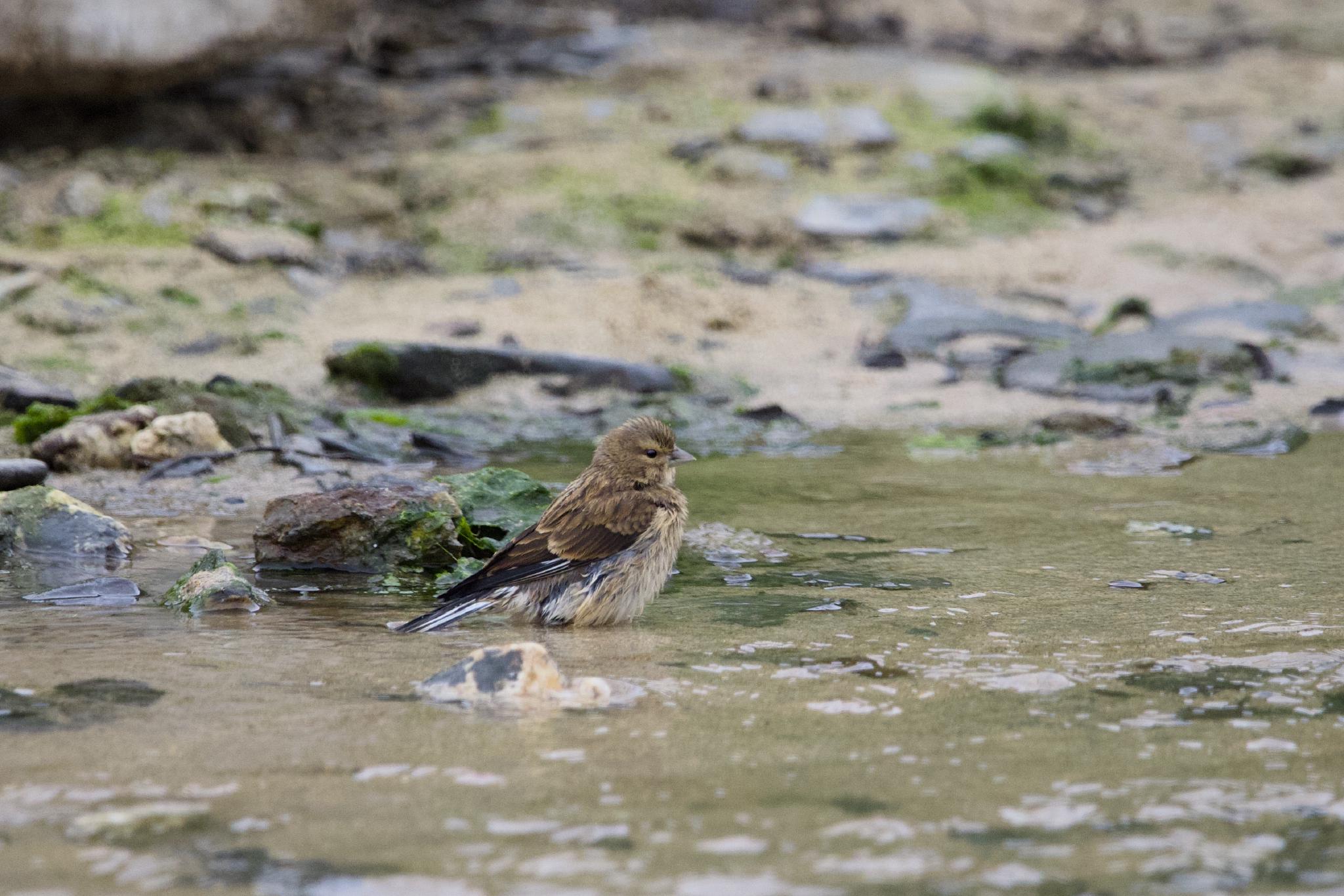 Linnet bathing in shallow water