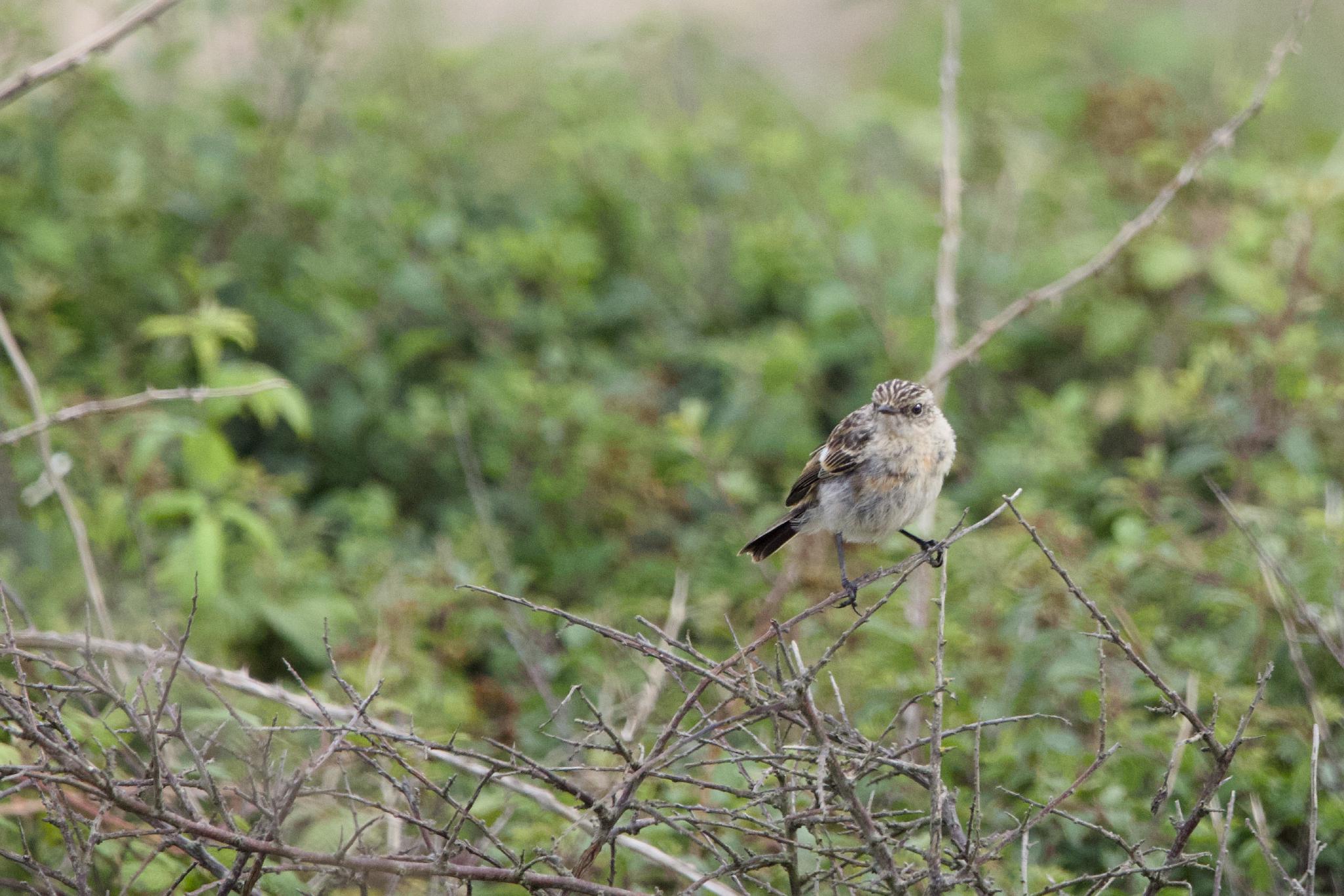 Stonechat perched on bare twigs