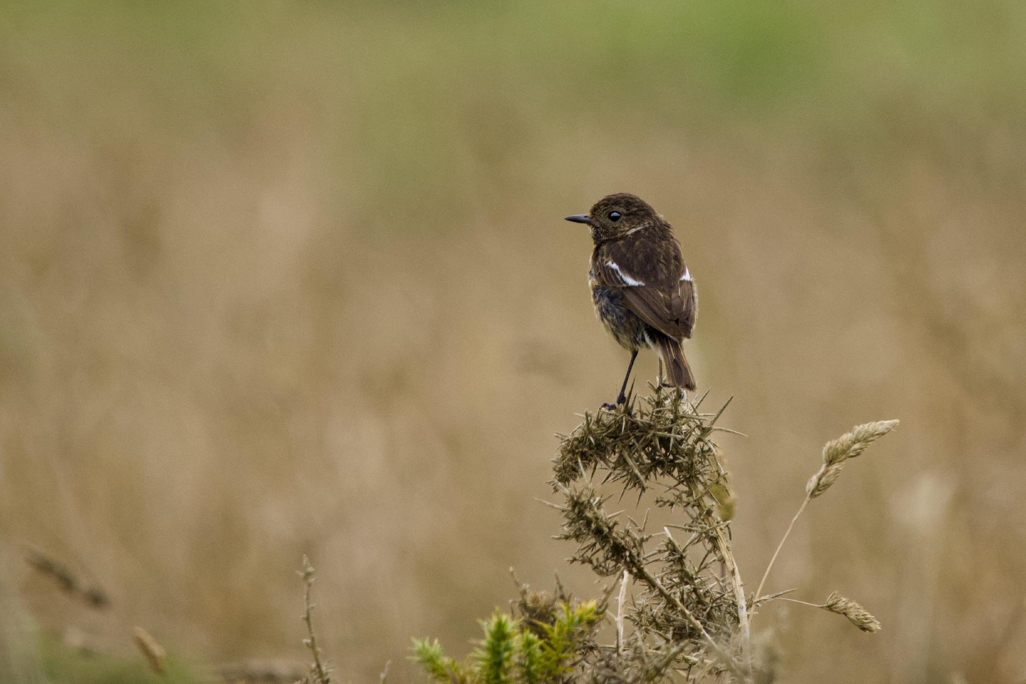 Stonechat perched on a gorse bush