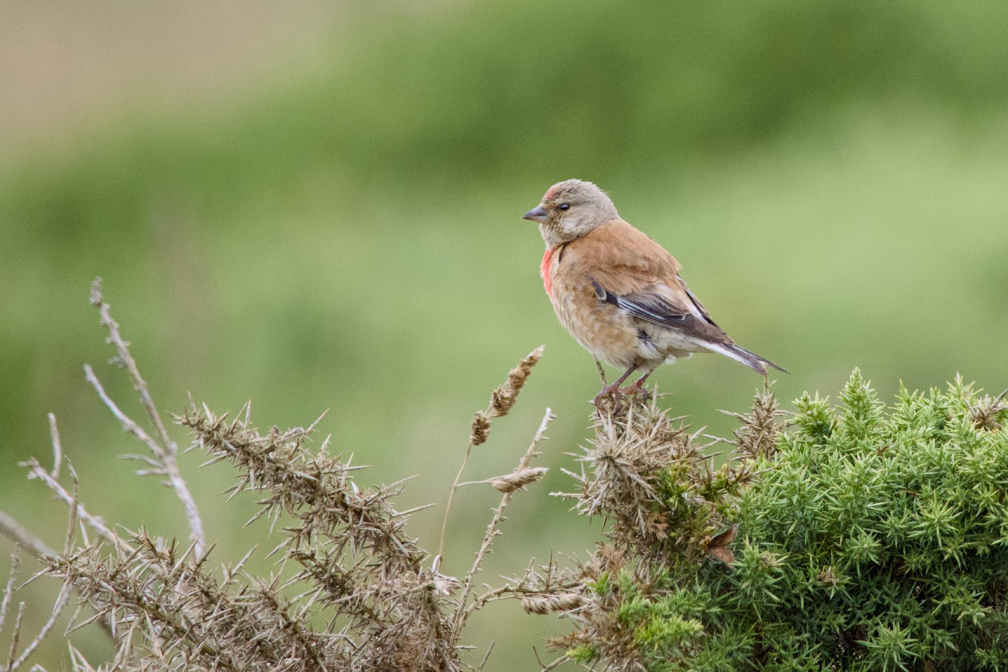 Male linnet with red breast on a gorse bush
