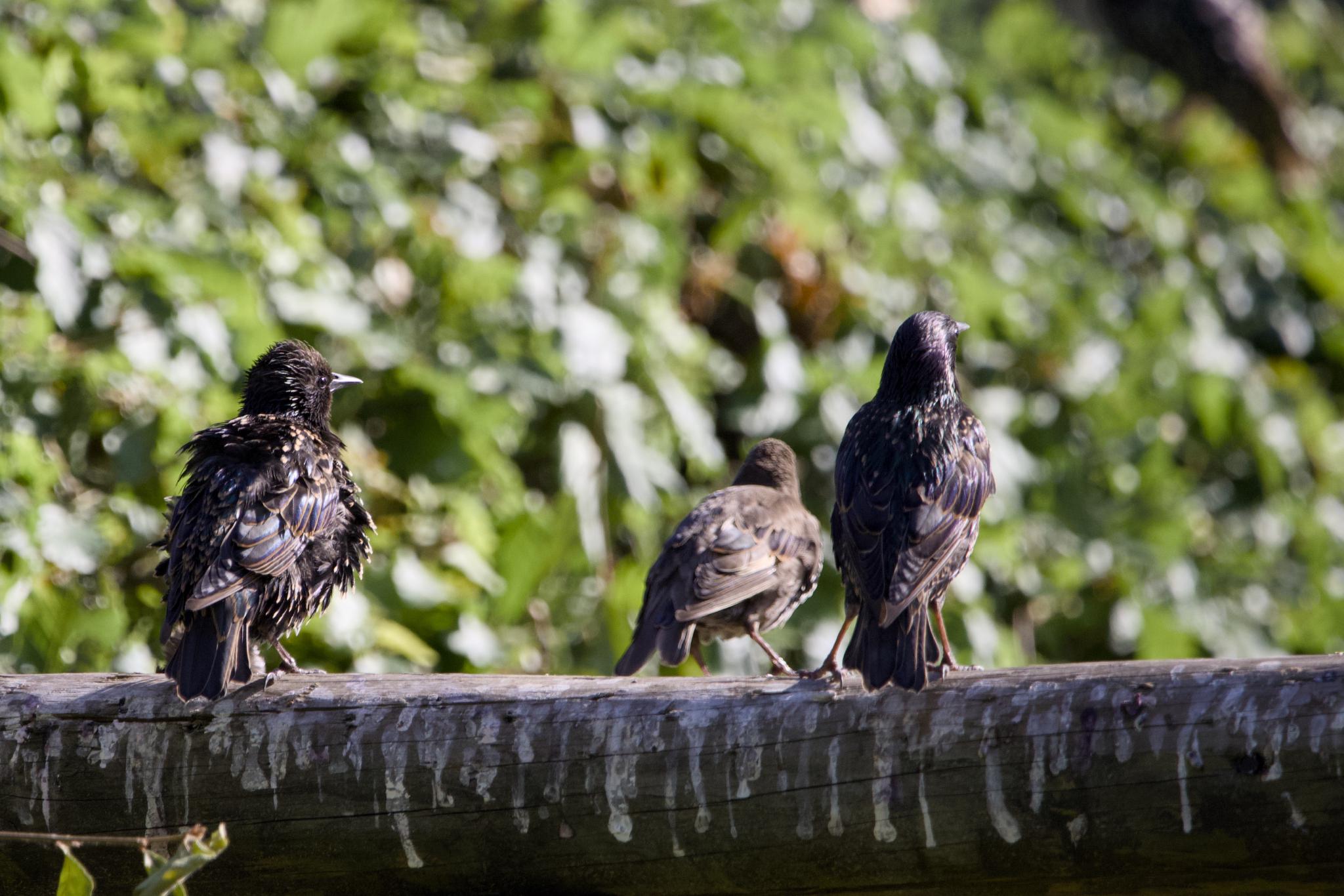 Three starlings on a wooden rail