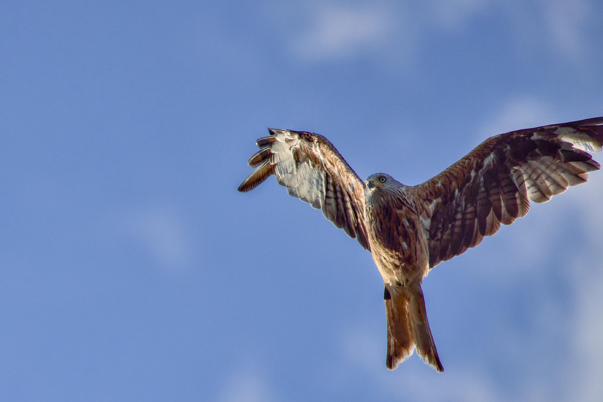 Red kite in flight against a blue sky