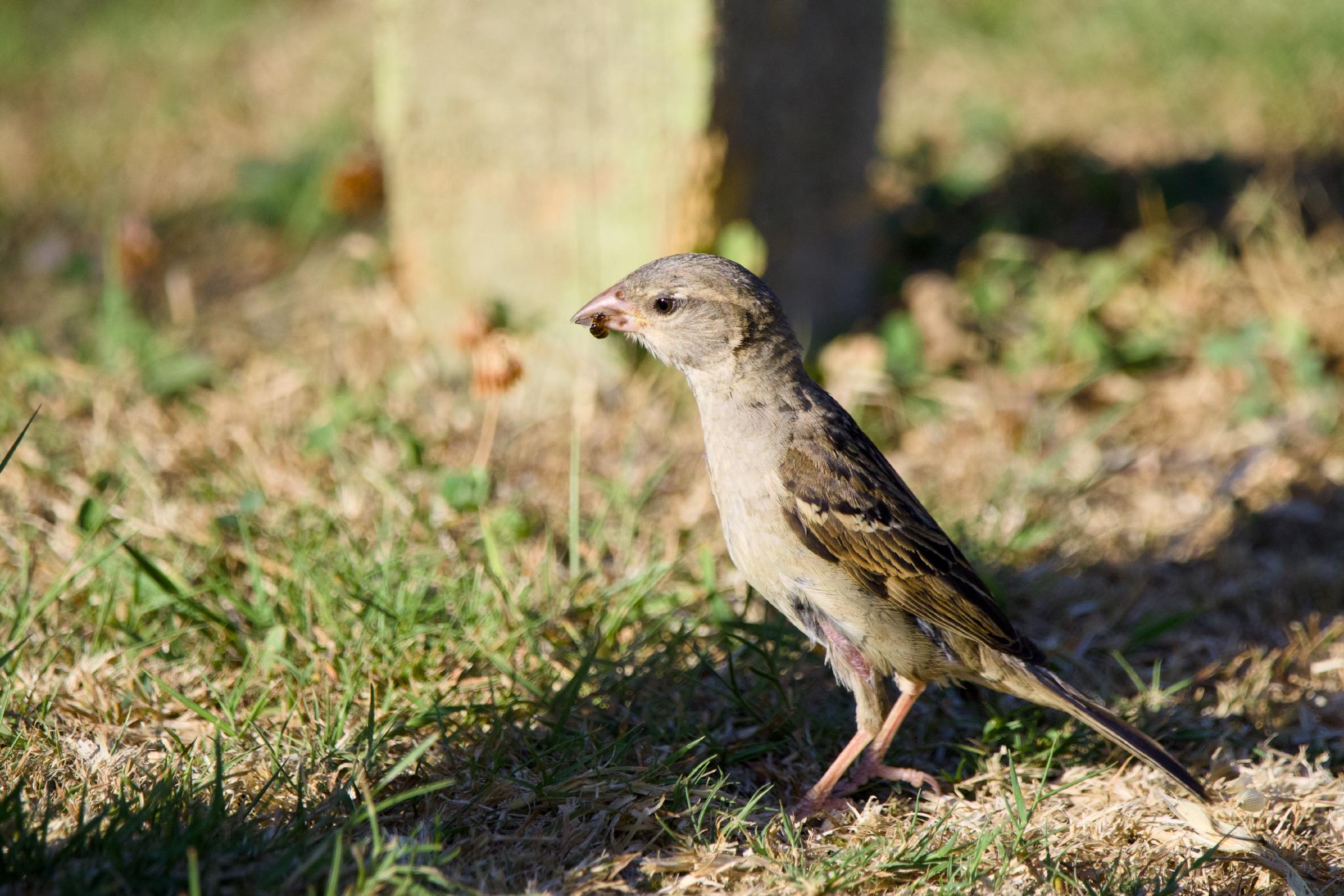 House sparrow with an insect in its beak