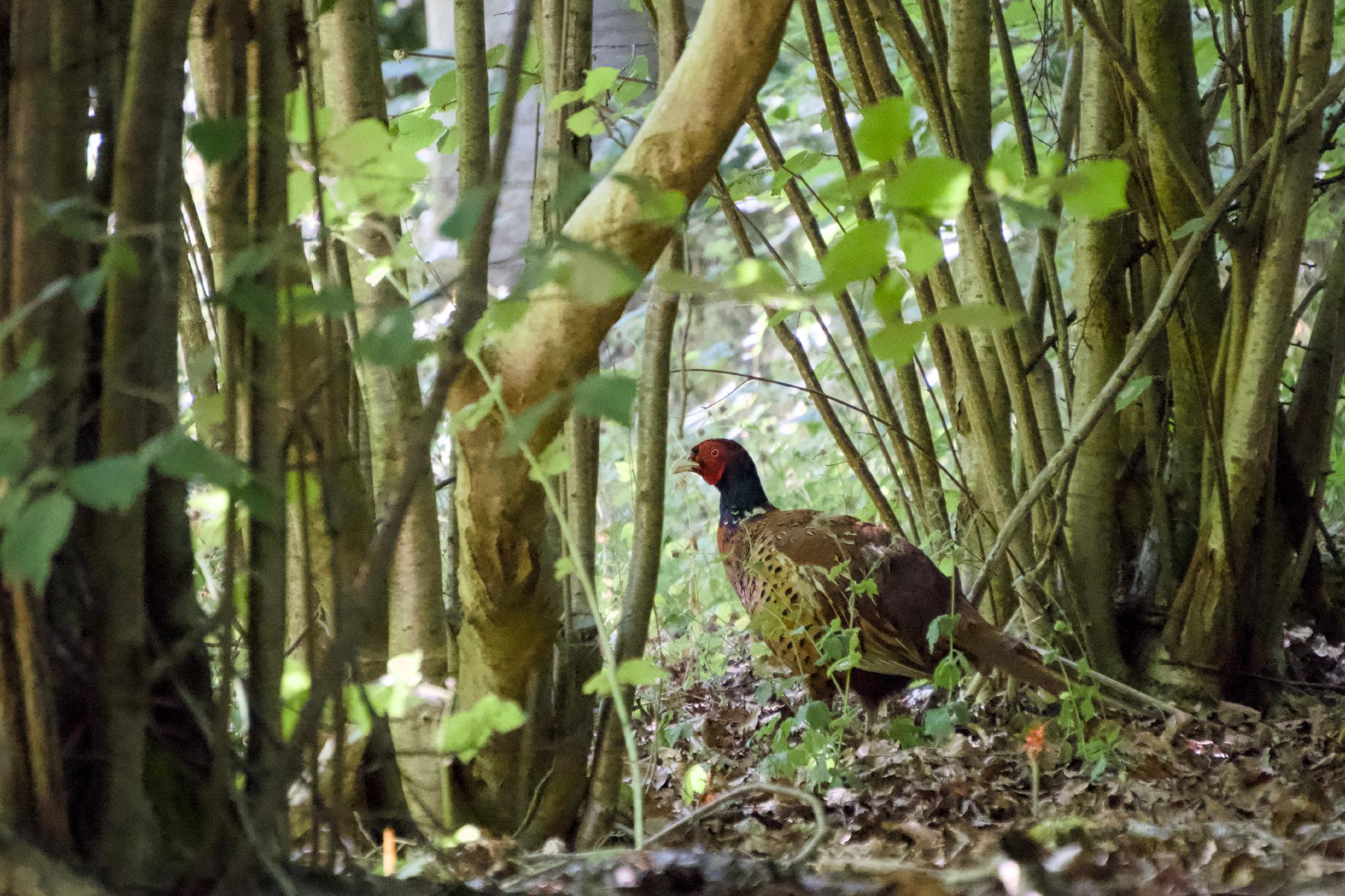 Male pheasant in the undergrowth