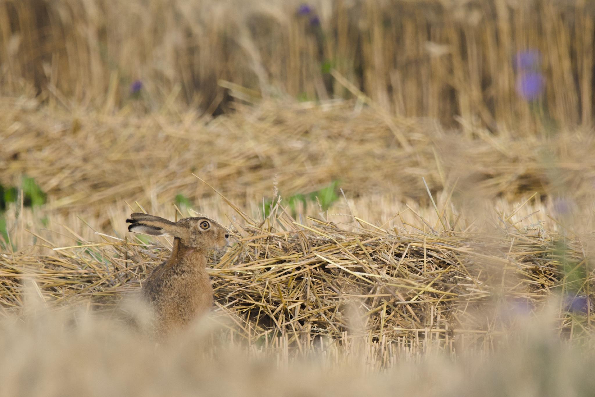 Brown hare sitting in a stubble field