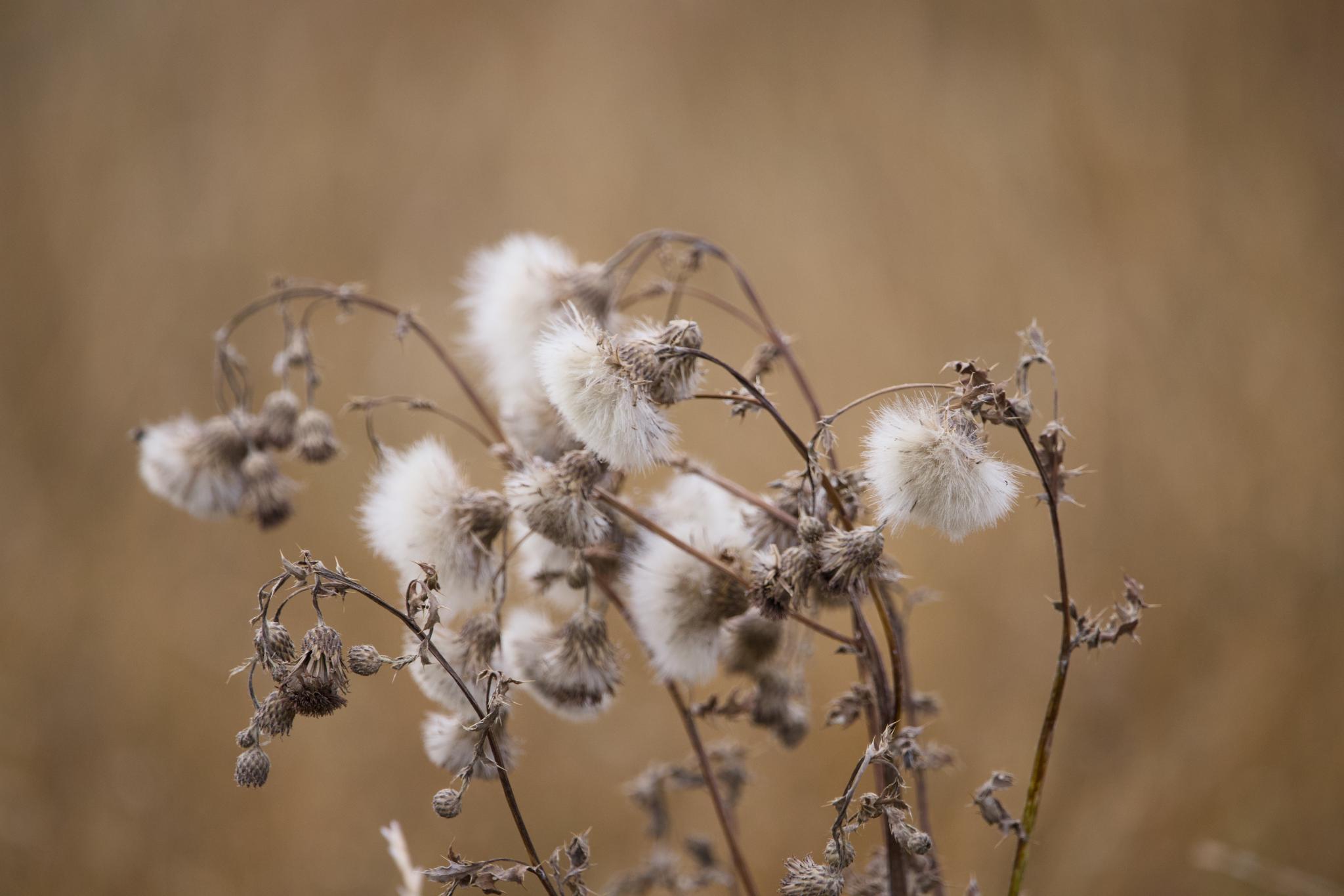 Dried thistles gone to seed in the heath