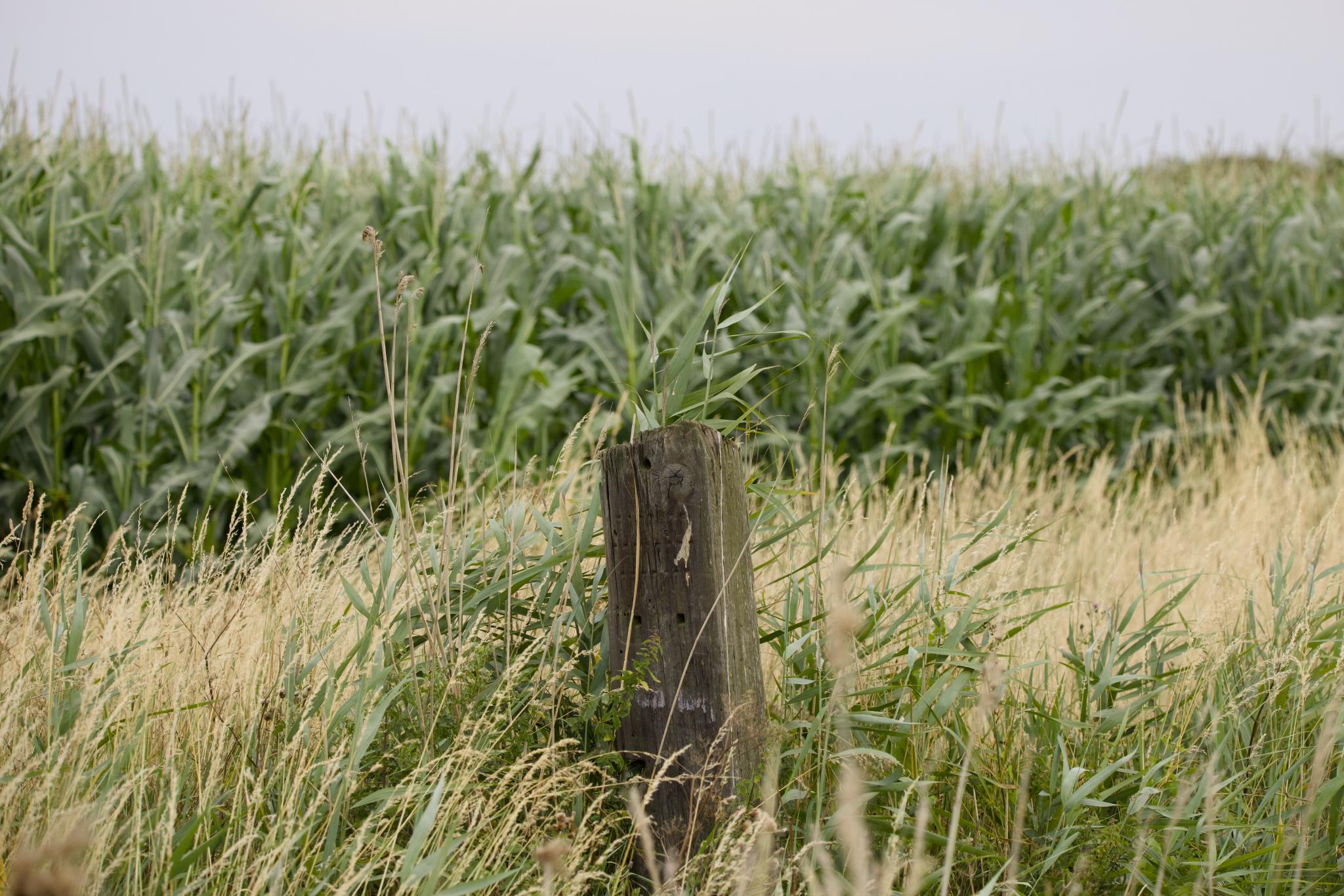 Weathered fence post in tall grass in front of a corn field