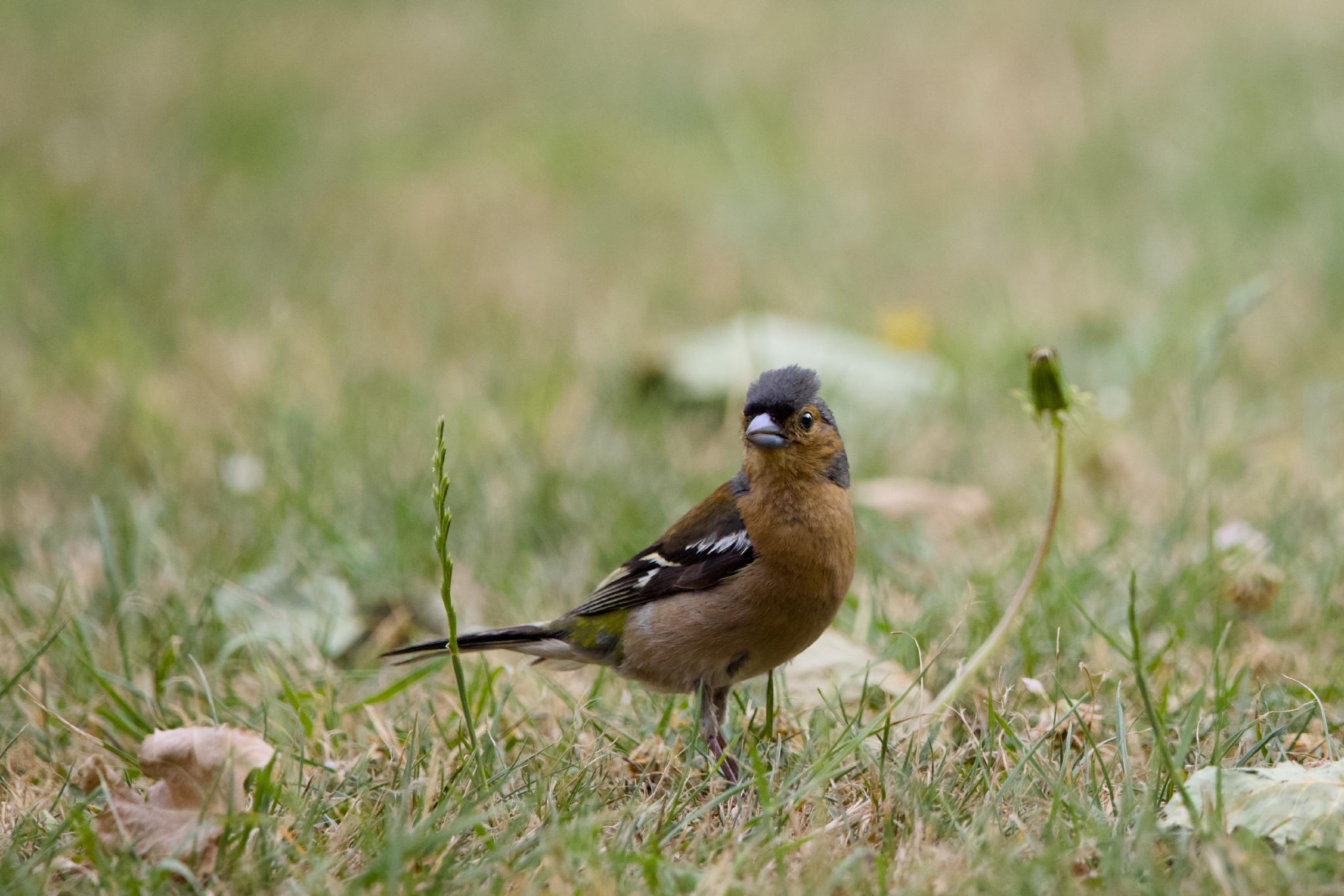 Male chaffinch on the grass