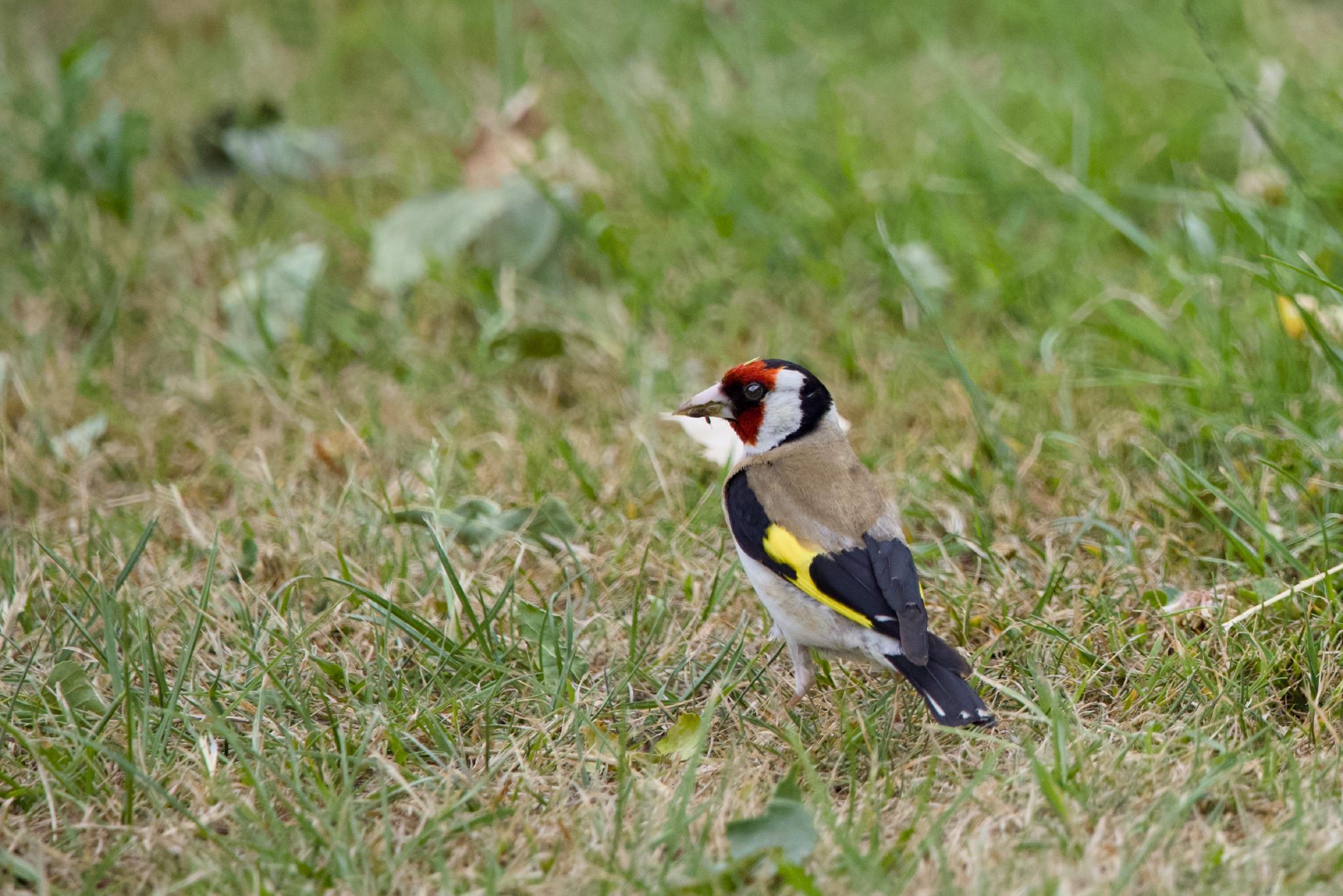 European goldfinch on the grass