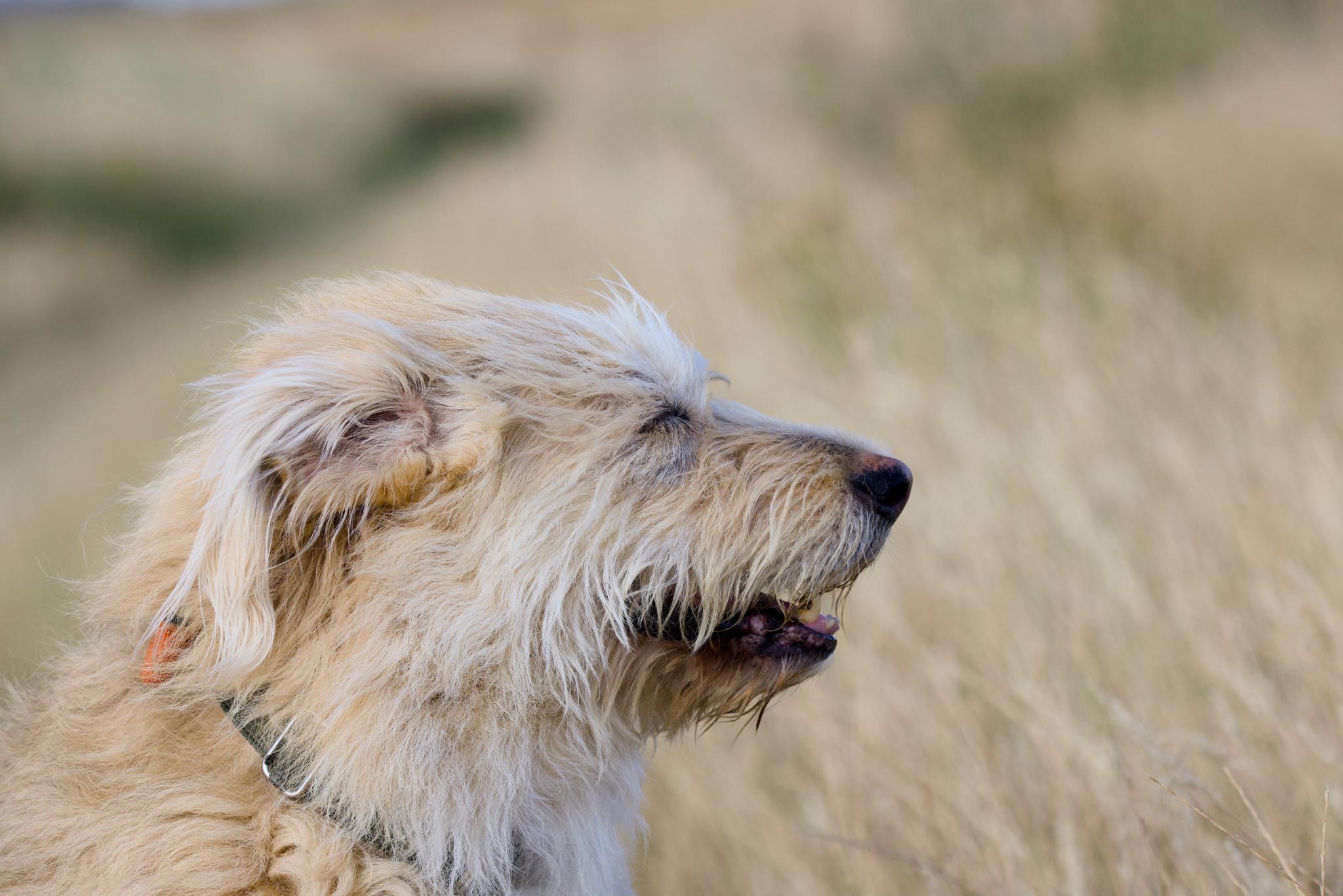 Aika in profile in dry grass