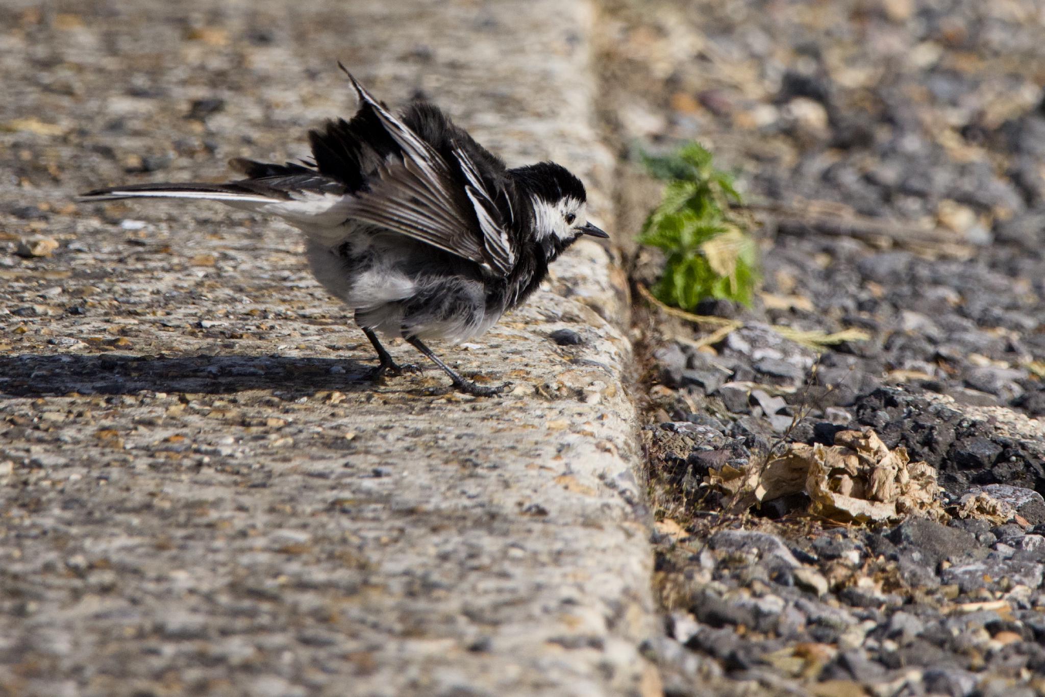 Pied wagtail ruffling its feathers on a curb