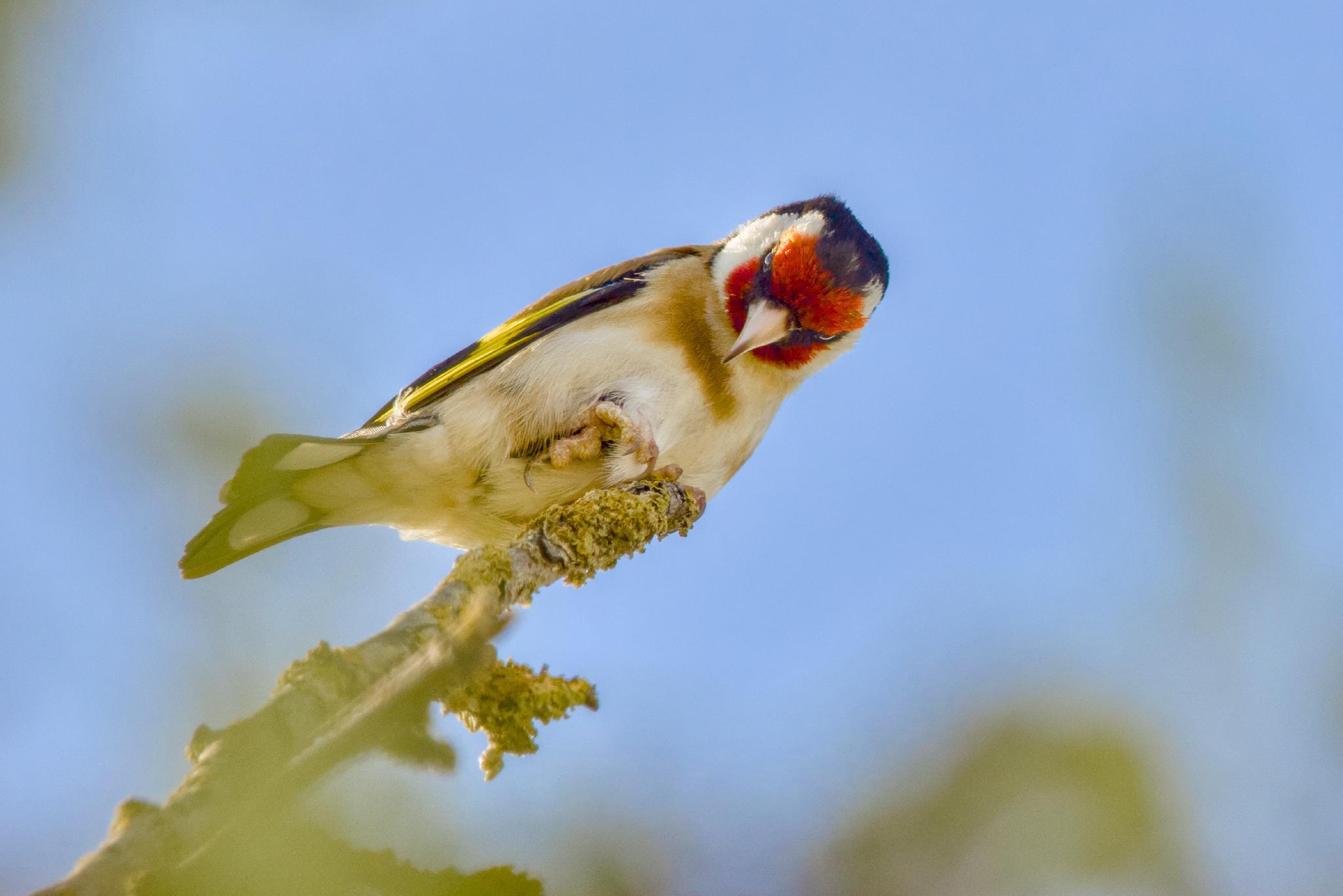 European goldfinch on a lichen-covered branch