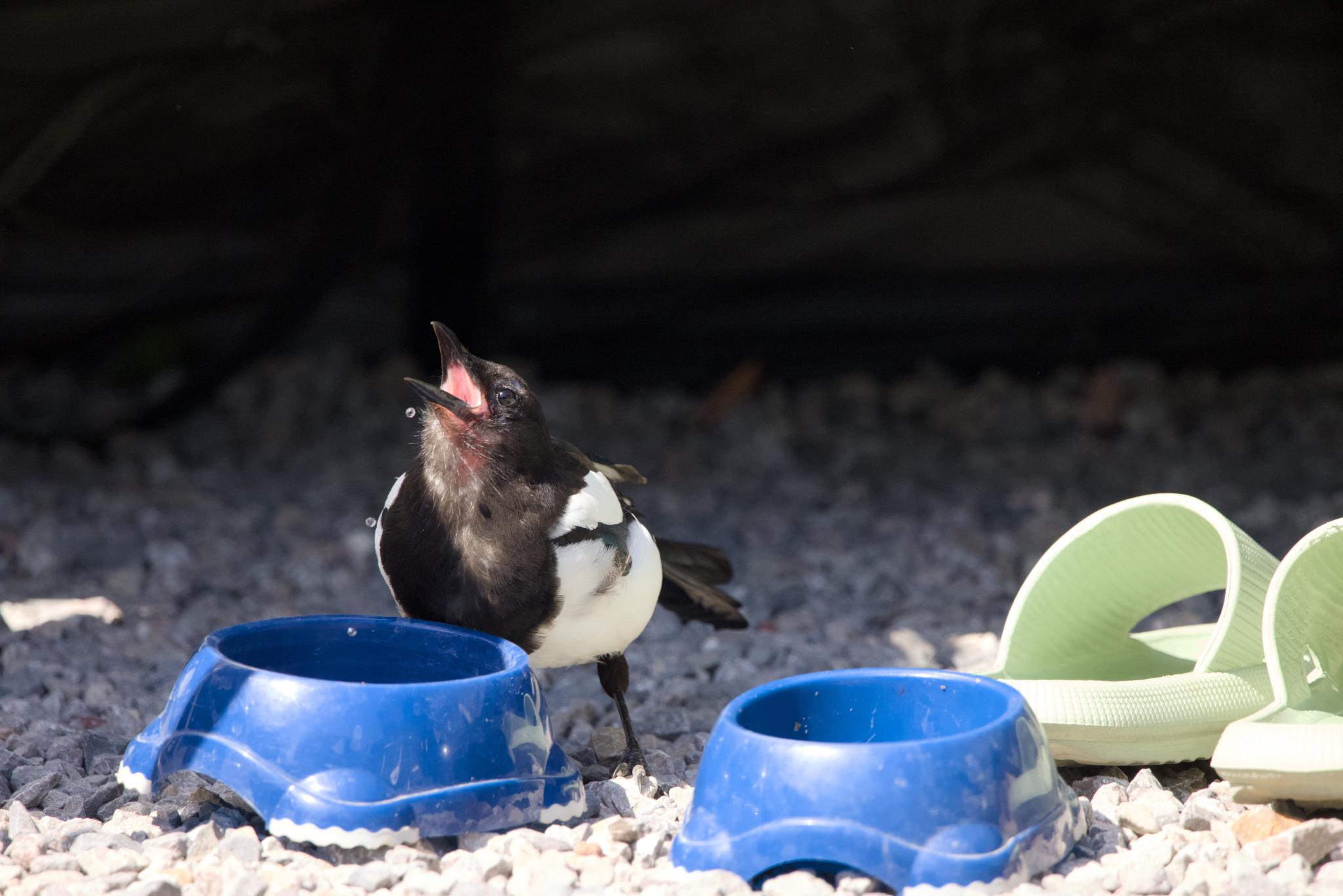 Juvenile magpie taking a drink from a dog's water bowls