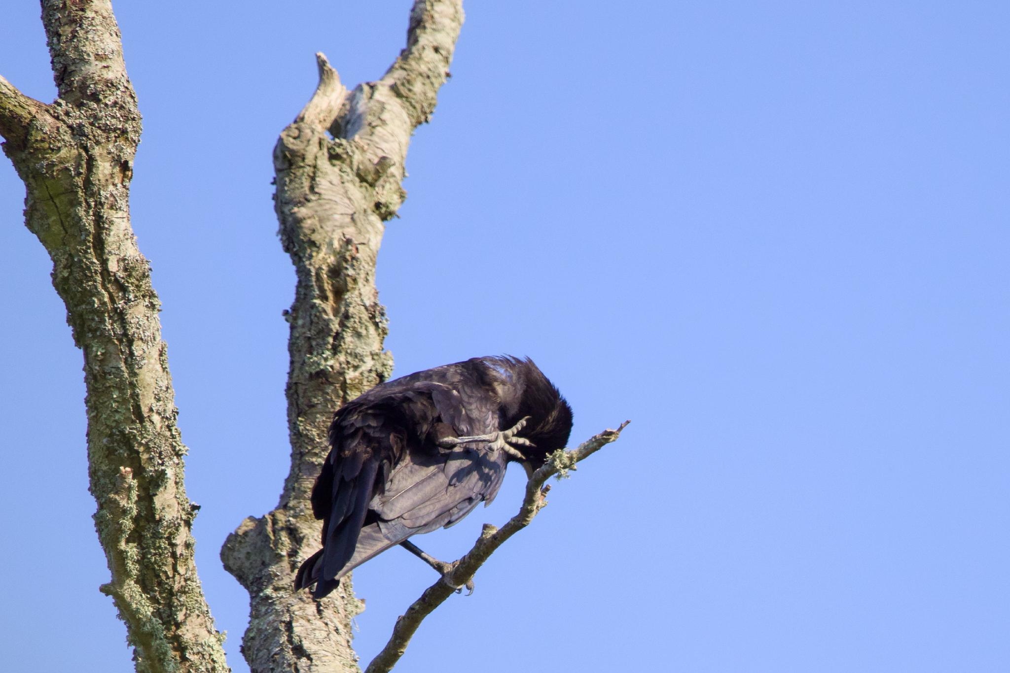 Crow preening on a dead branch against blue sky
