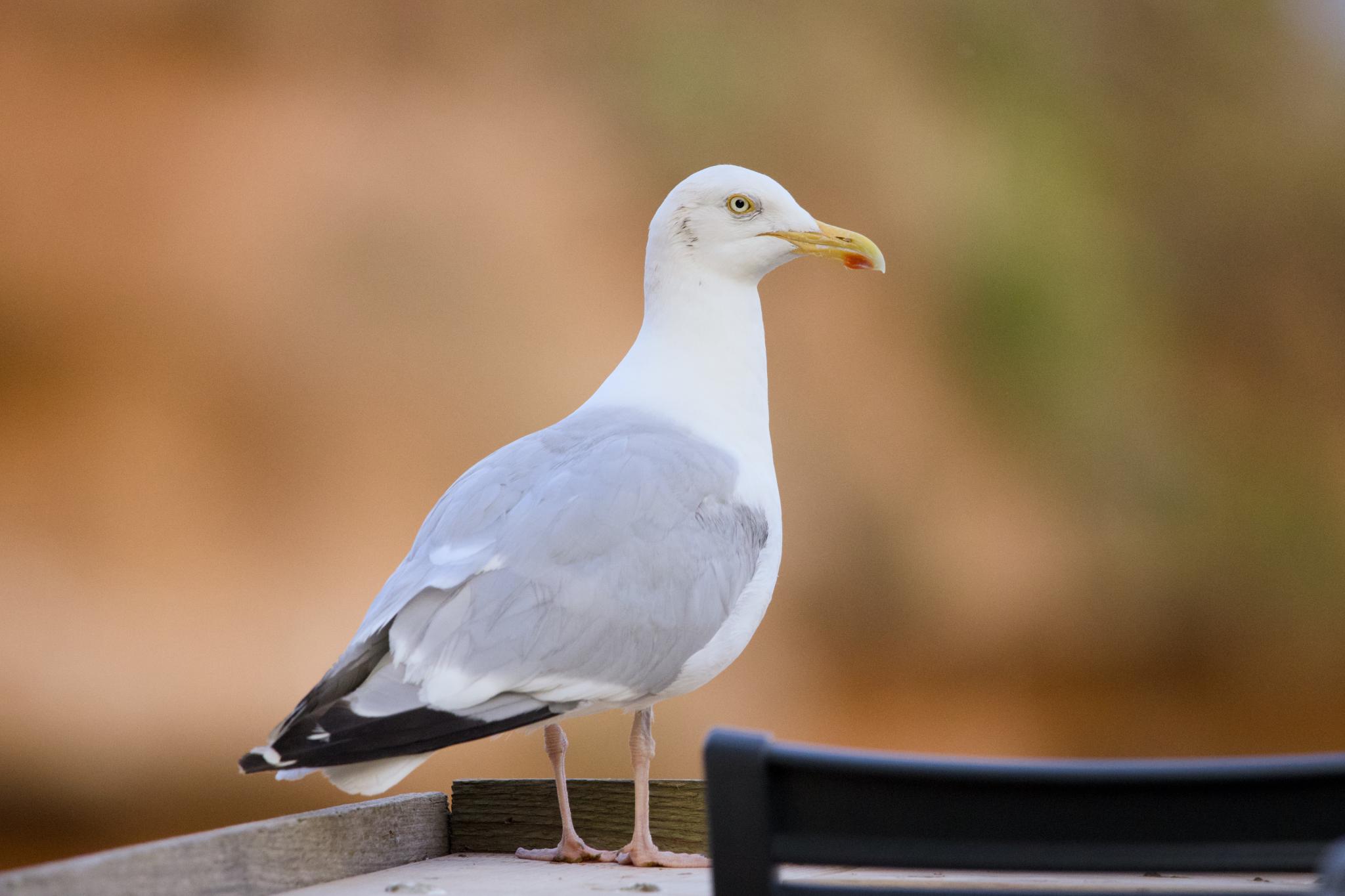 Herring gull standing on a table