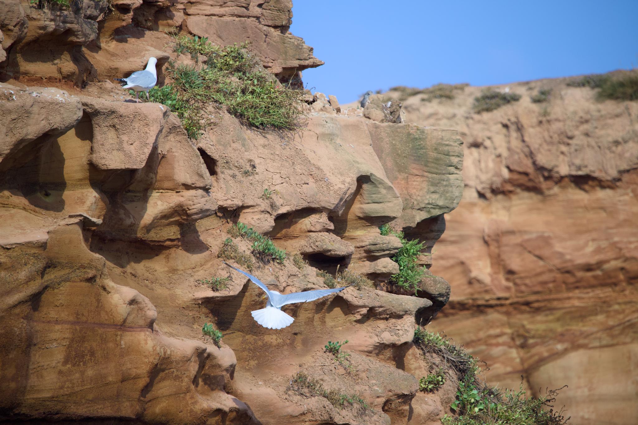 Herring gulls at the red sandstone cliff, one taking off