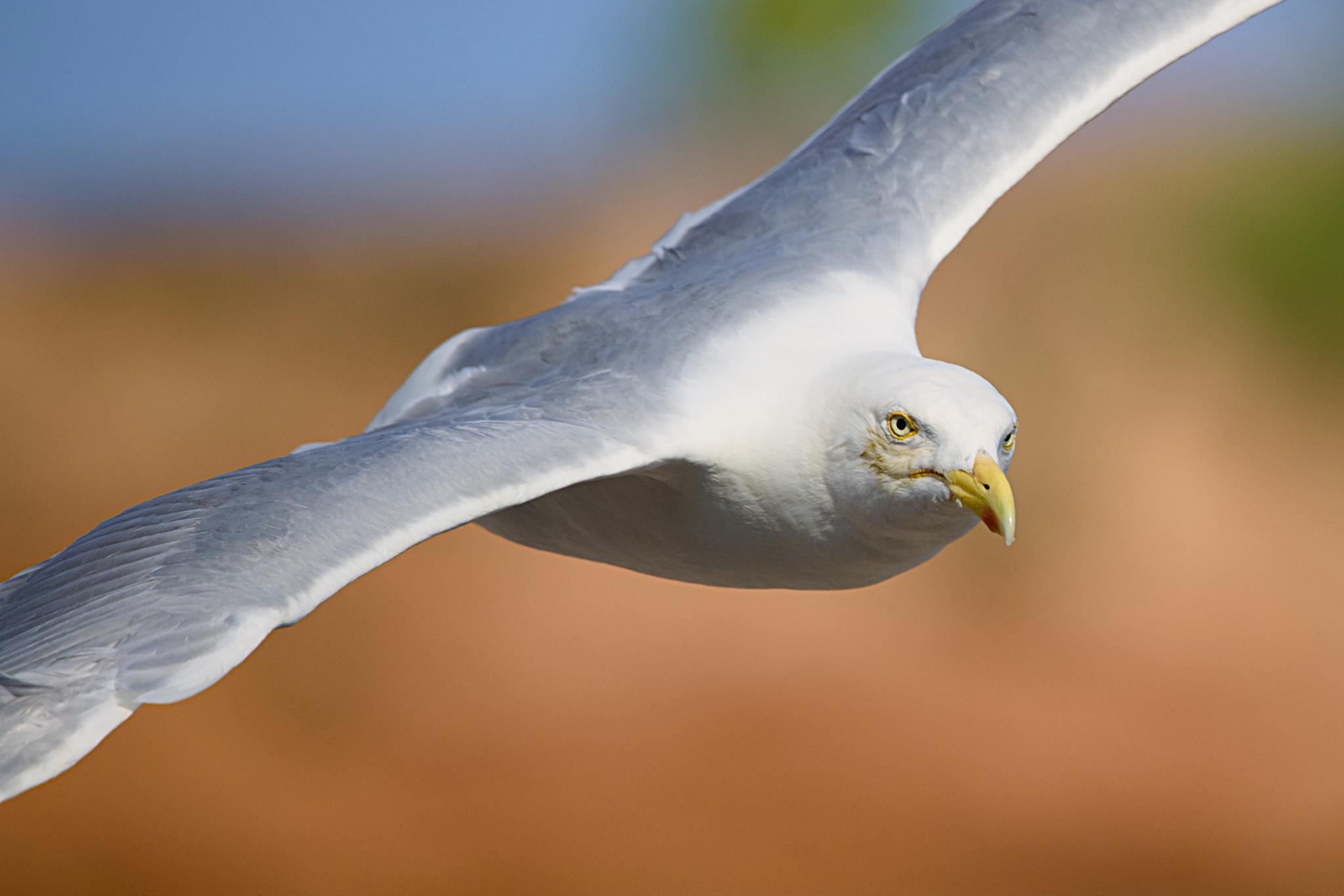 Herring gull in flight looking into the camera
