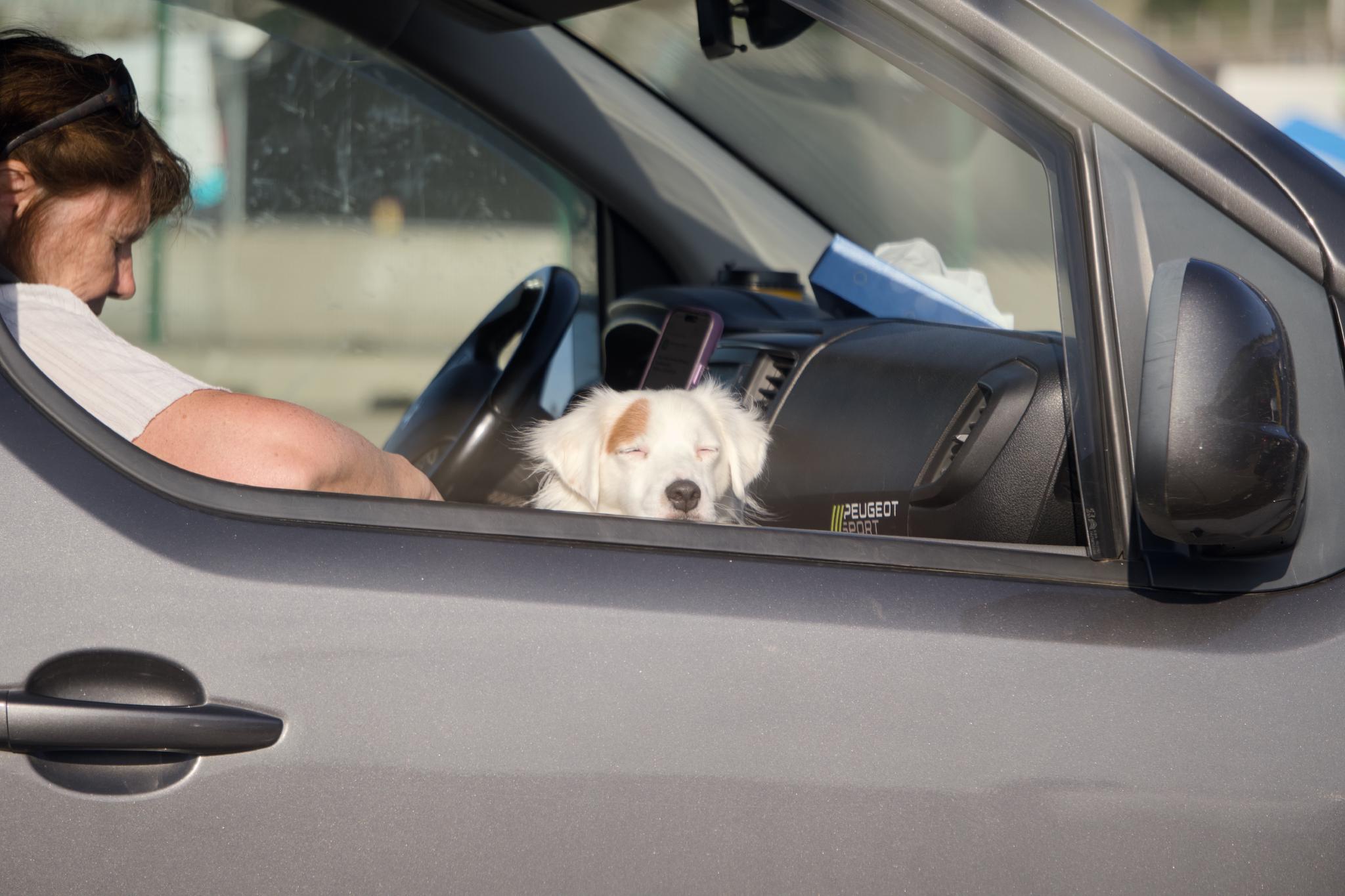 Woman in a car with a sleeping dog on the passenger seat