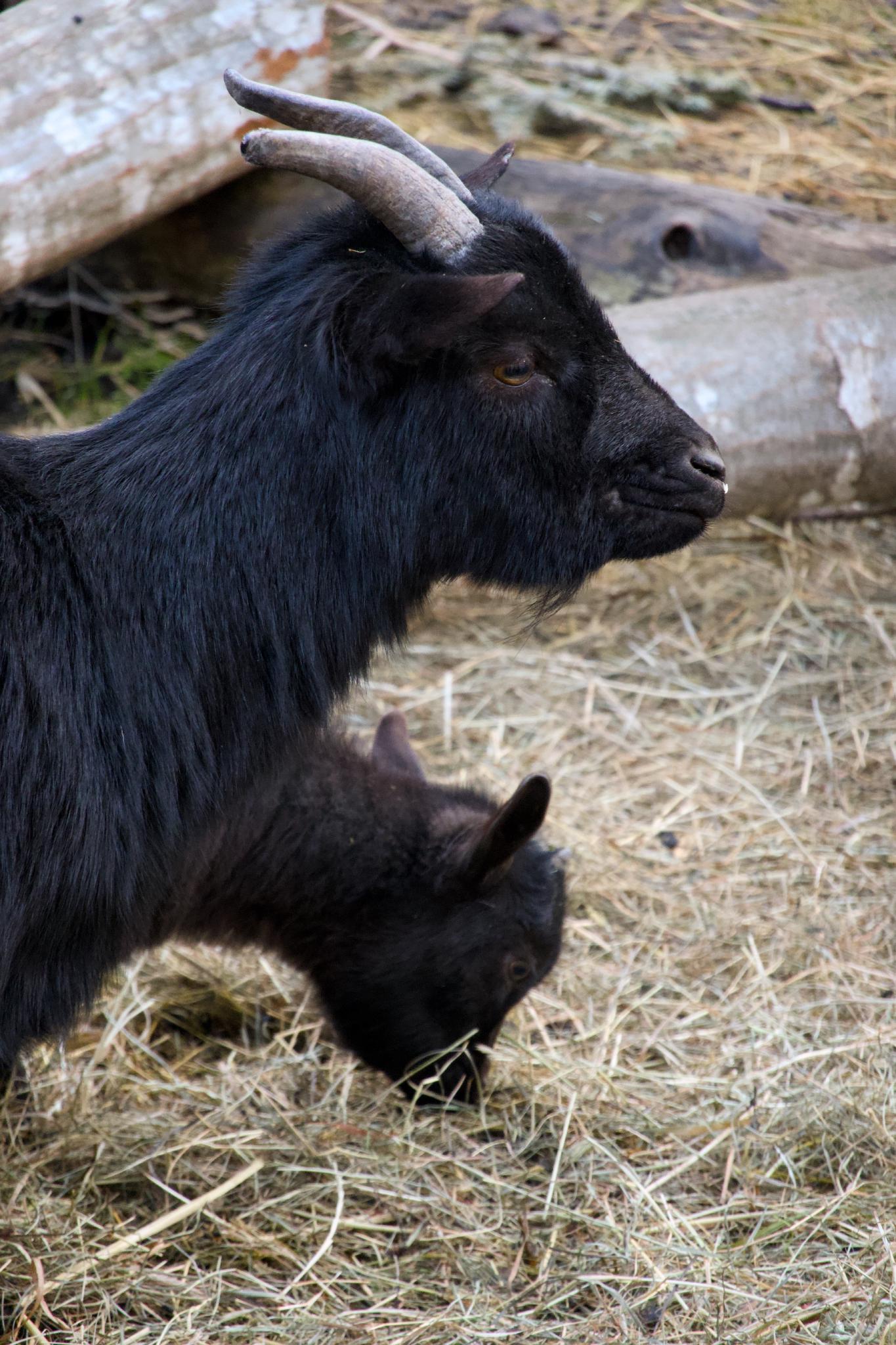 Goats in Mayrhofen