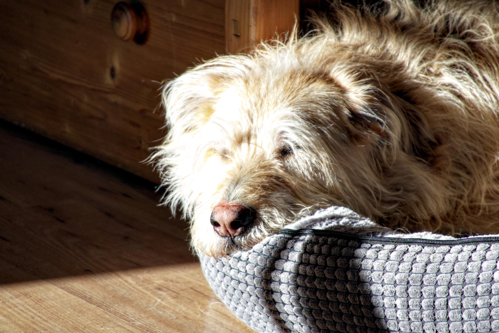 Aika sleeping after a long walk in the afternoon sun