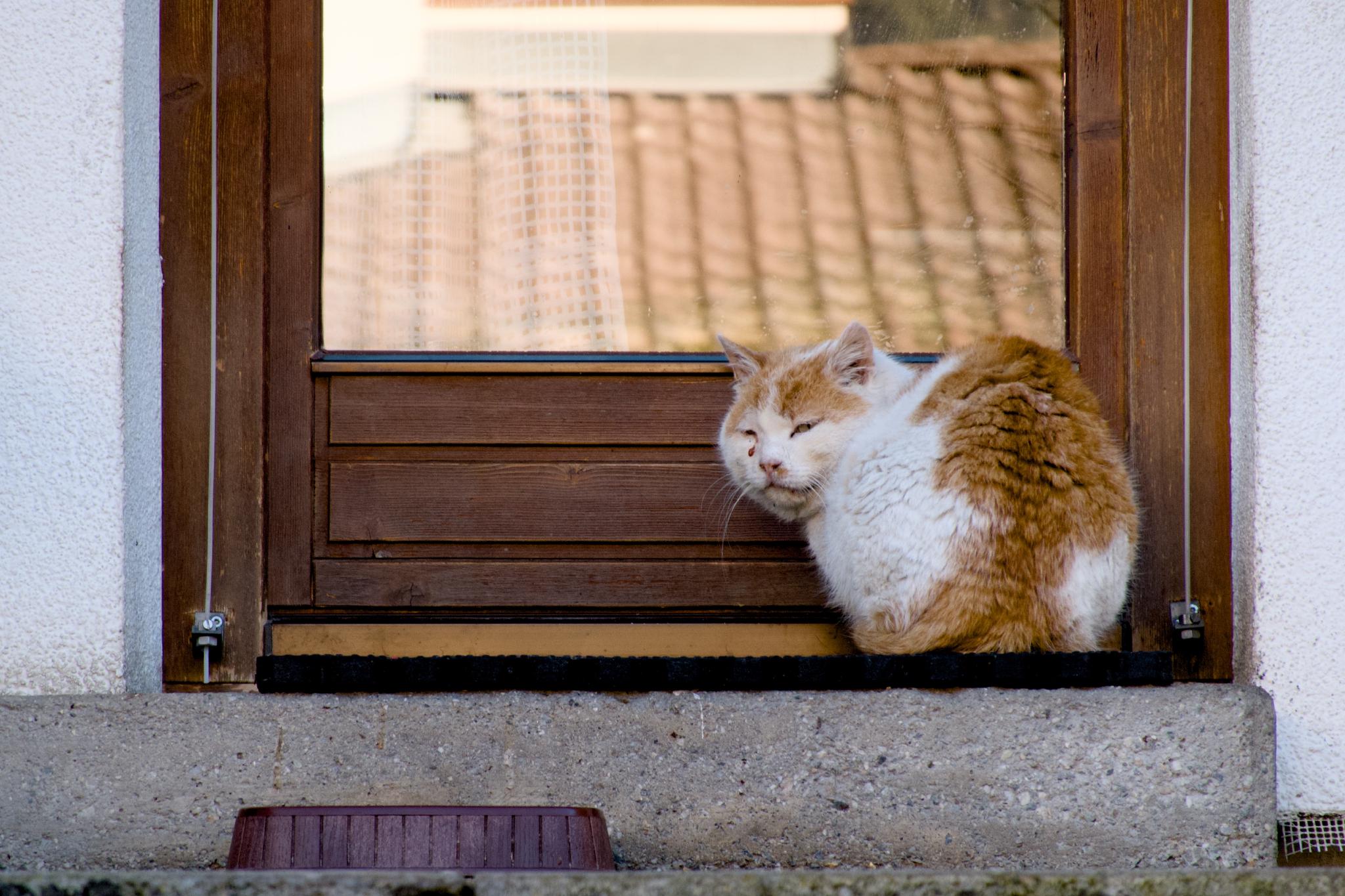 Cat sitting by a wooden door