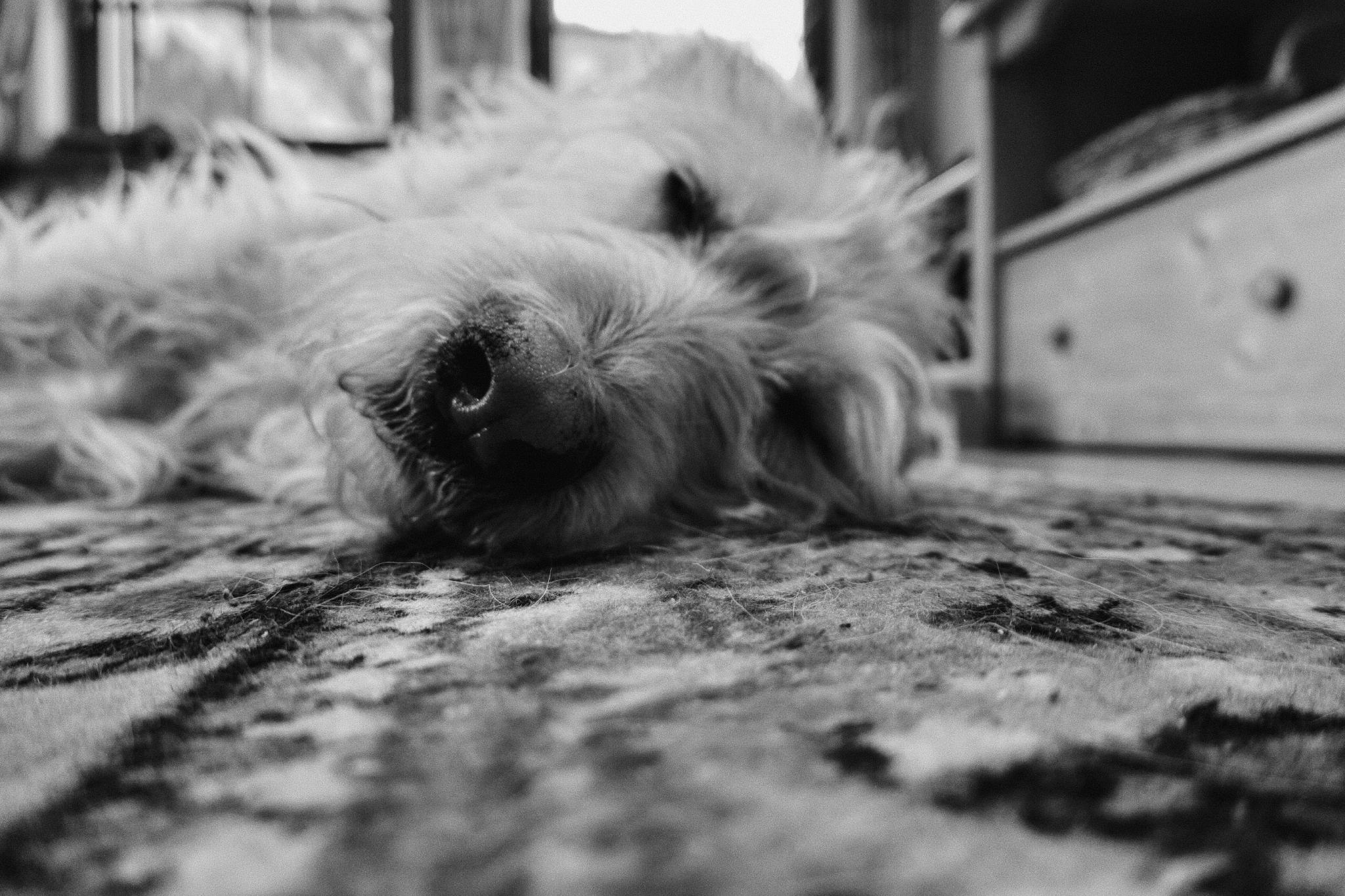 Aika resting on the couch